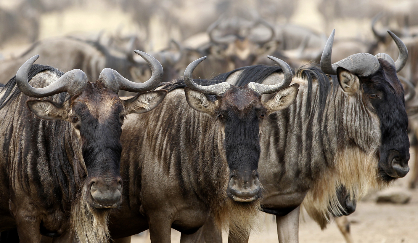 Tanzania sacks top wildlife officials over animal smuggling