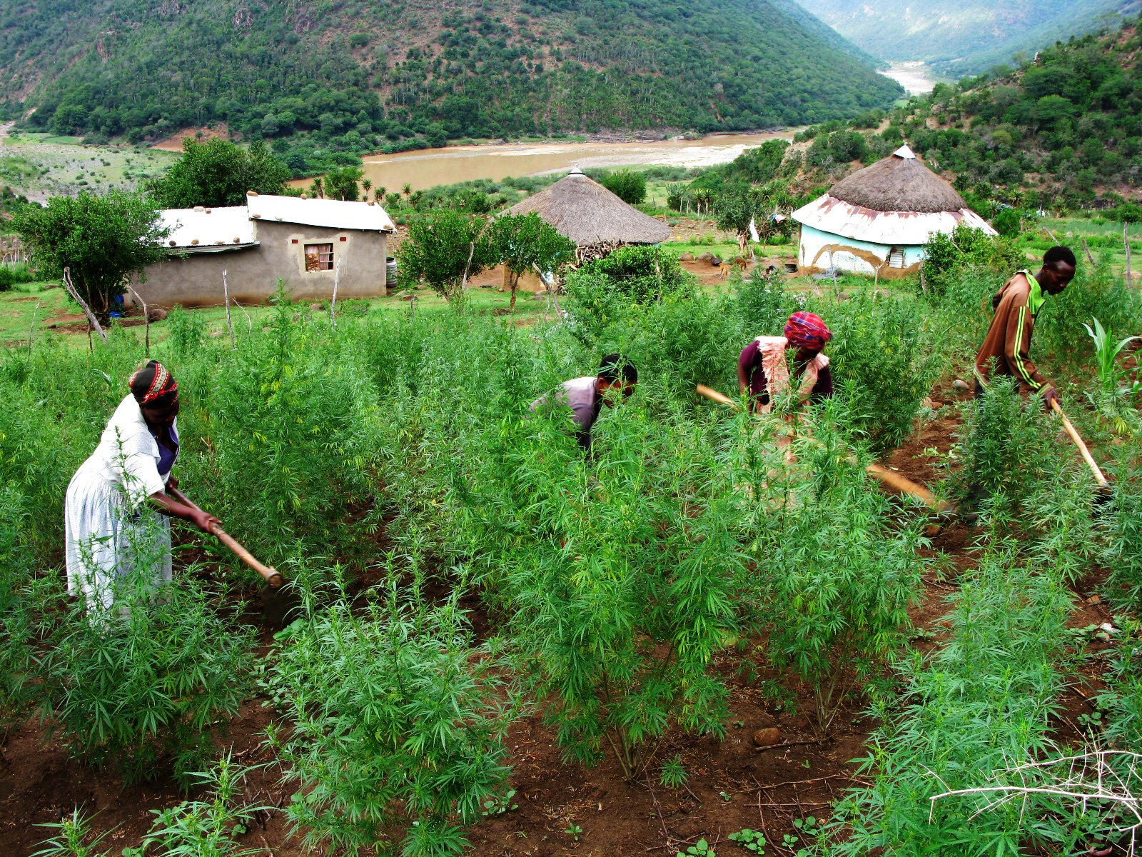 Op-Ed: Marijuana farming – a silver bullet for rural poverty?