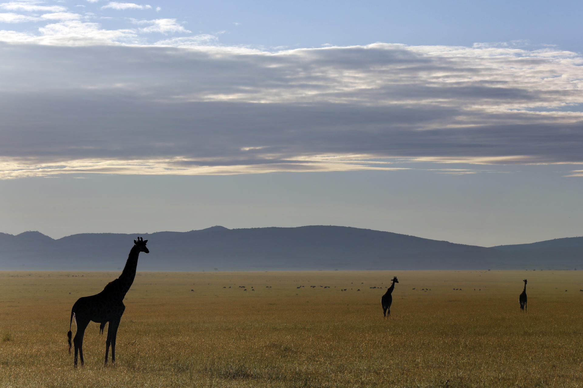 ‘Nonsense’ to say trophy hunting has led to decimation of wild animals in southern Africa