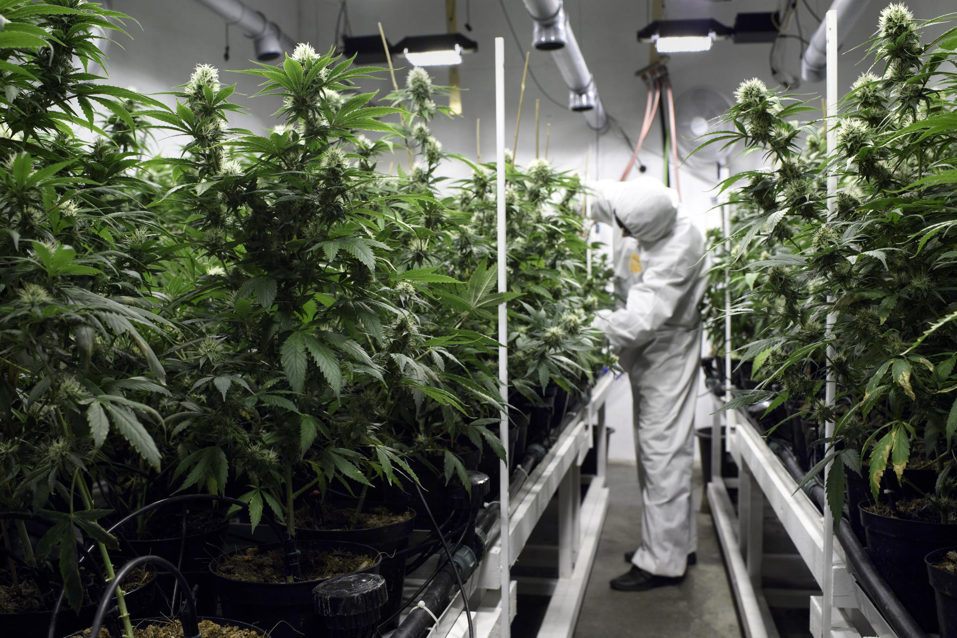 Canada braces for cannabis gold rush