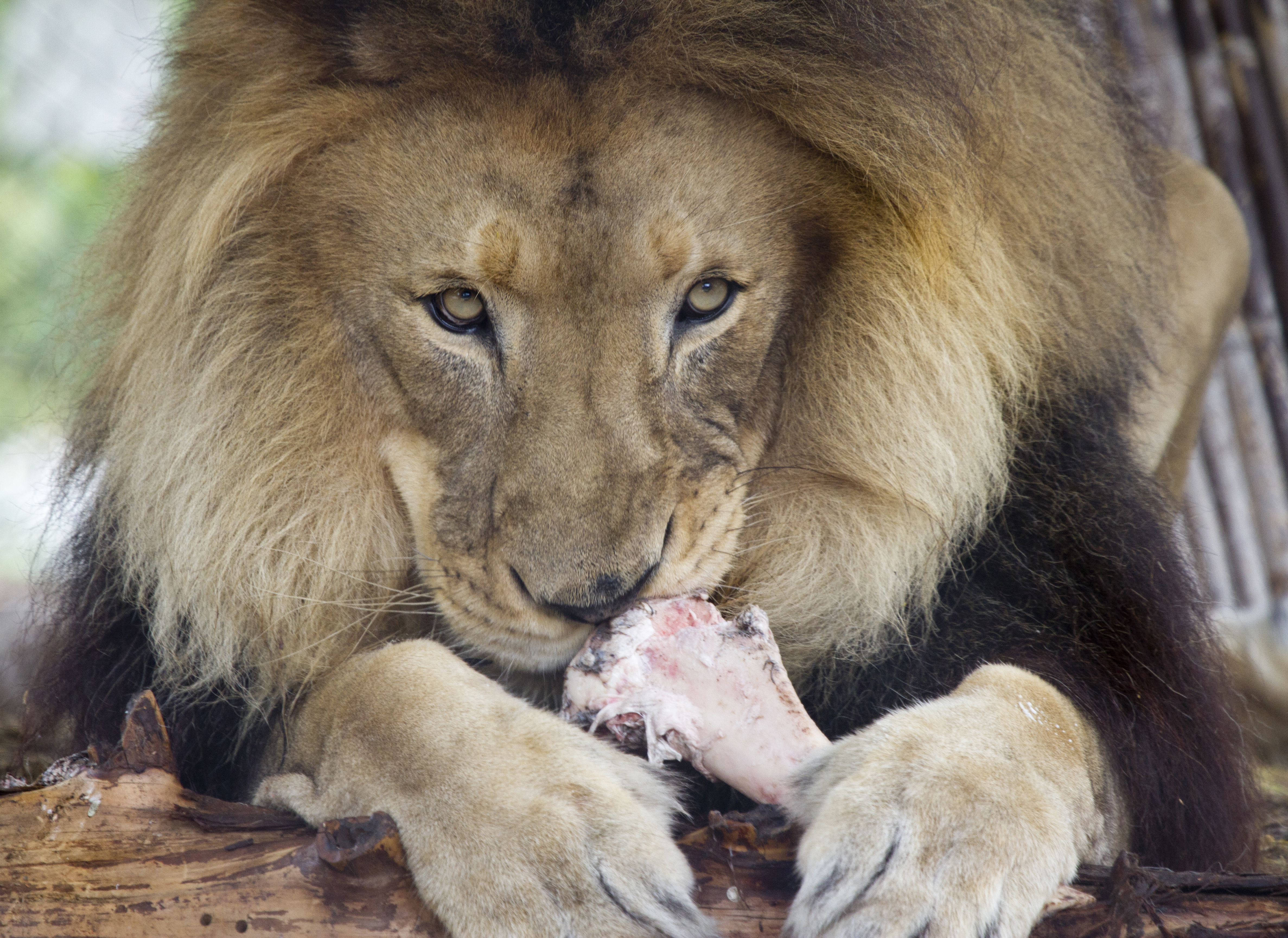 Dodgy skeleton traders and lion slaughterhouses exposed in damning report