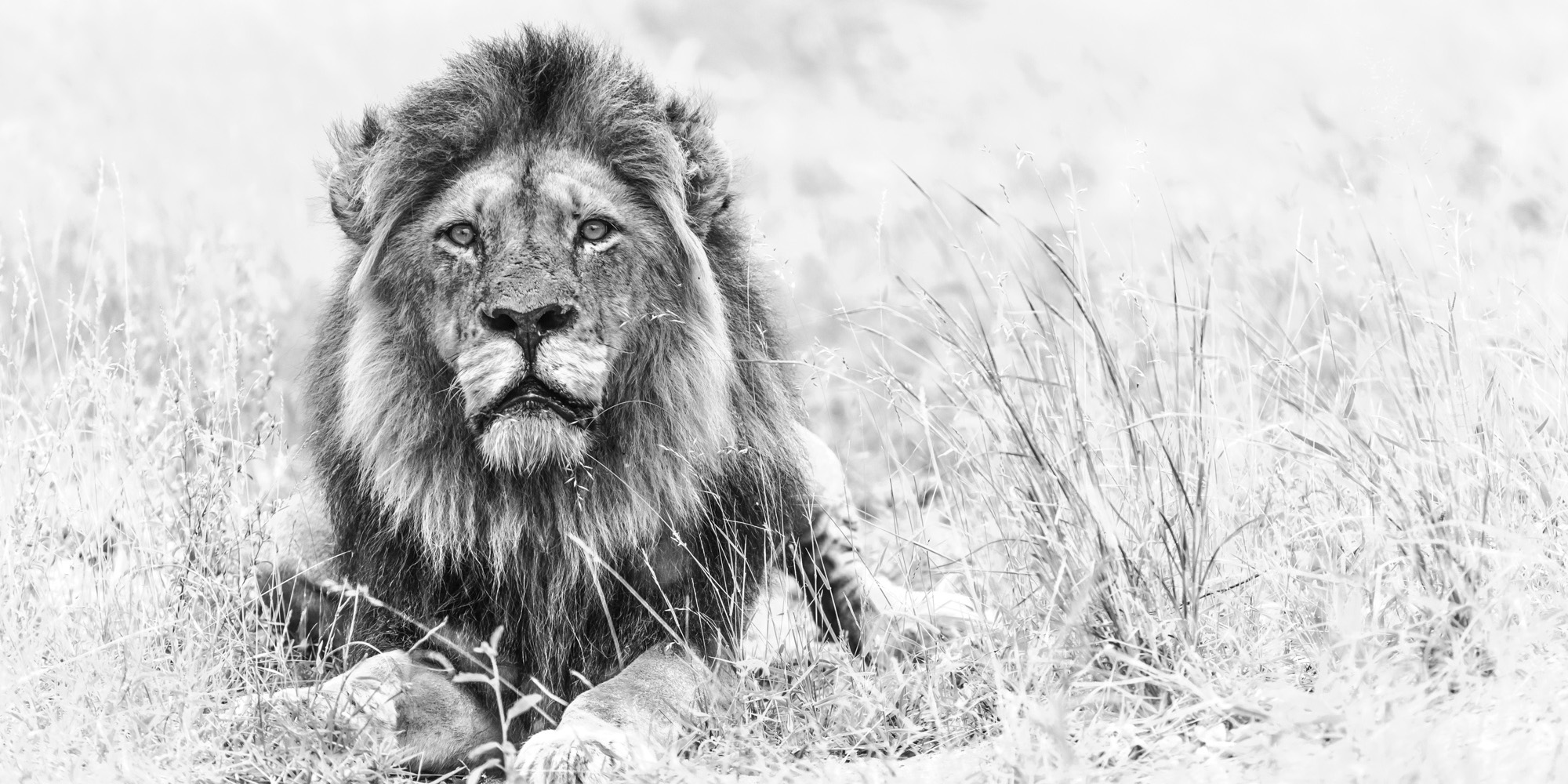 Yes, I’m a hunter. My targets are duplicity, lies and cruelty