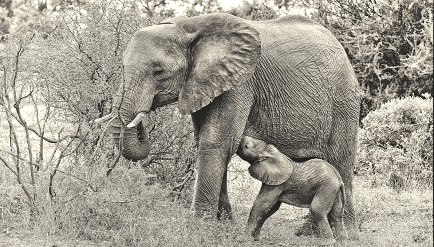 Unmasked: Zimbabwe and the life-threatening sale of baby elephants to China