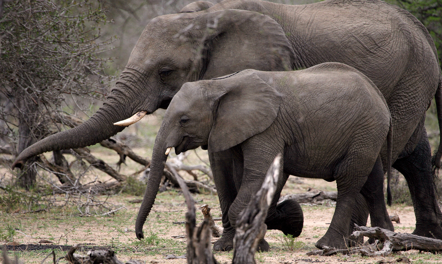 Kruger elephant poaching incident is not 'the first in more than ten years'
