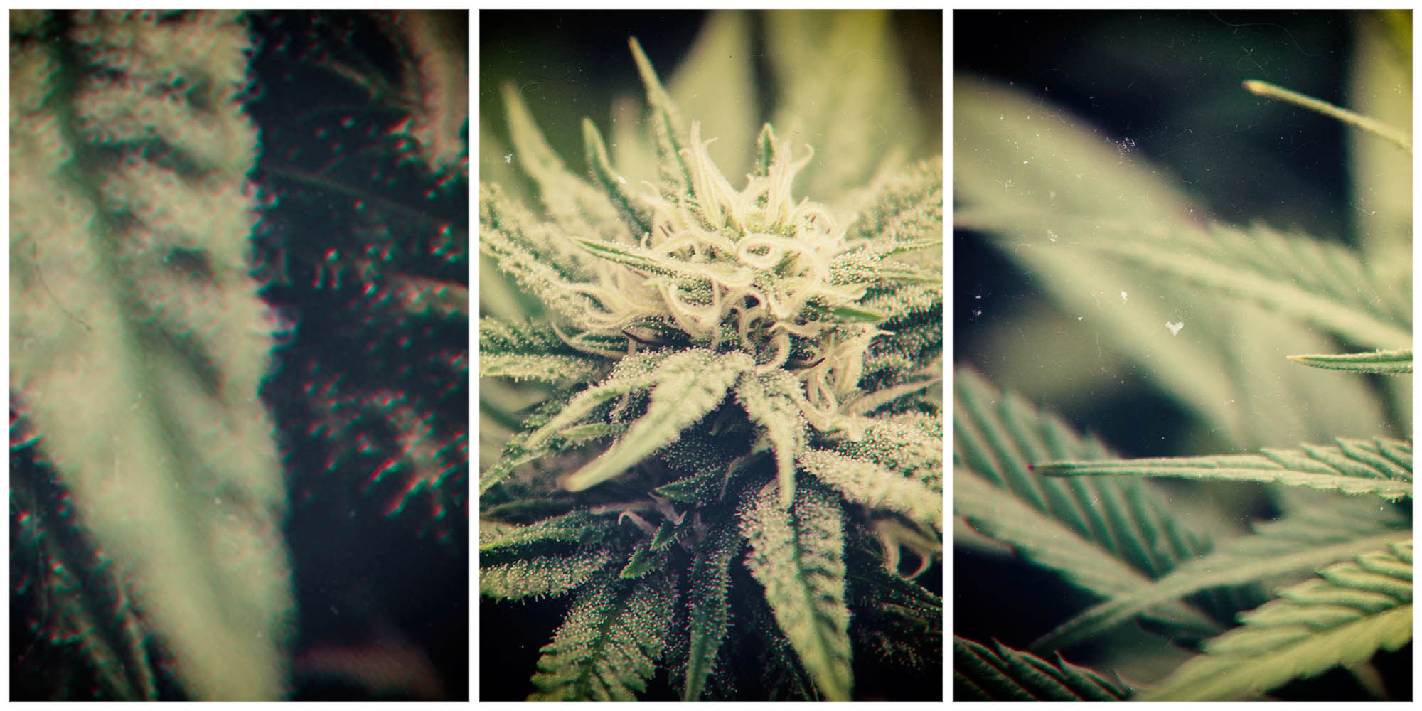 Lessons from Africa: High time for SA to refine its cannabis licensing mechanism