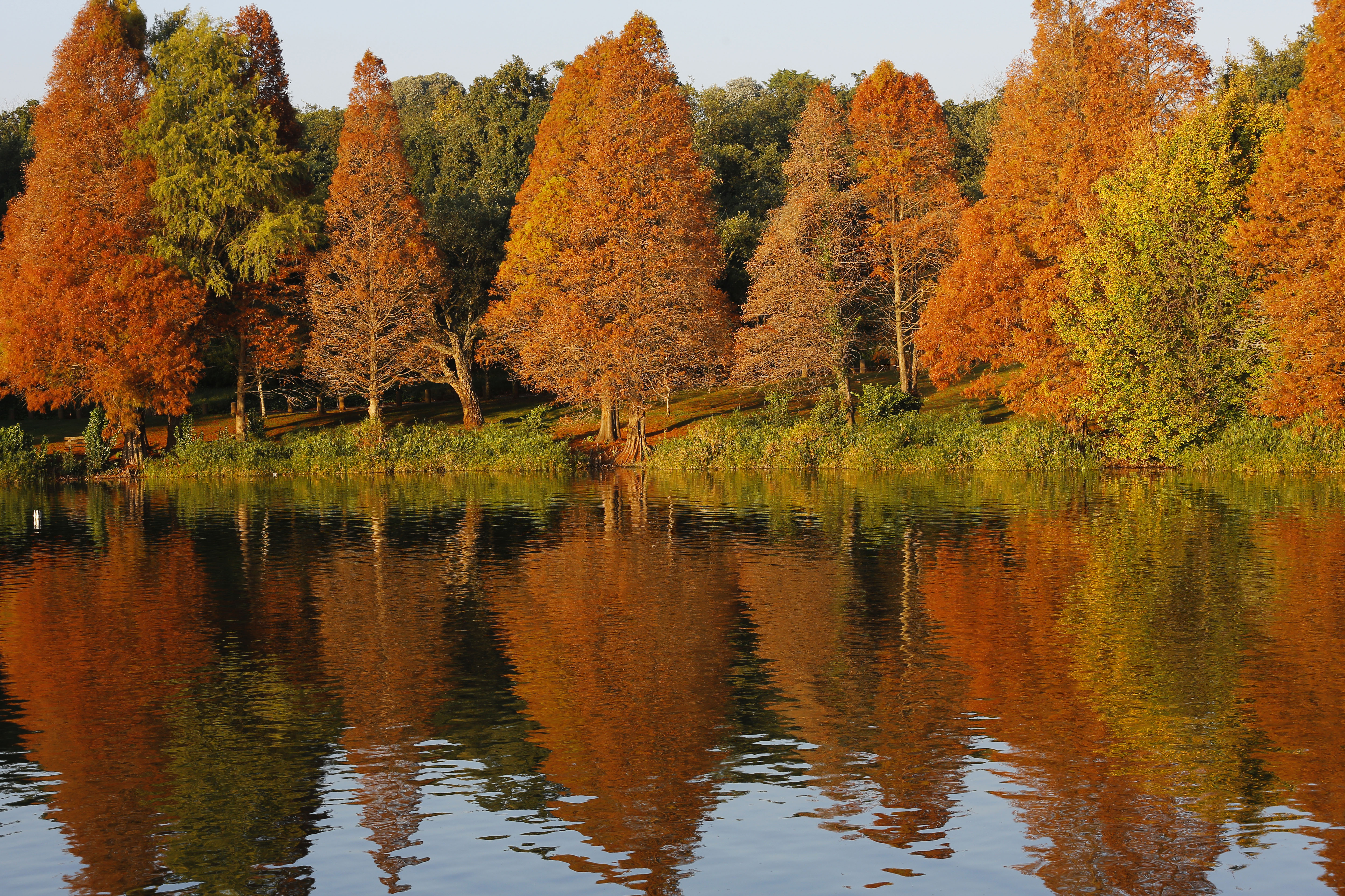 Tree apocalypse looms in the face of policy paralysis