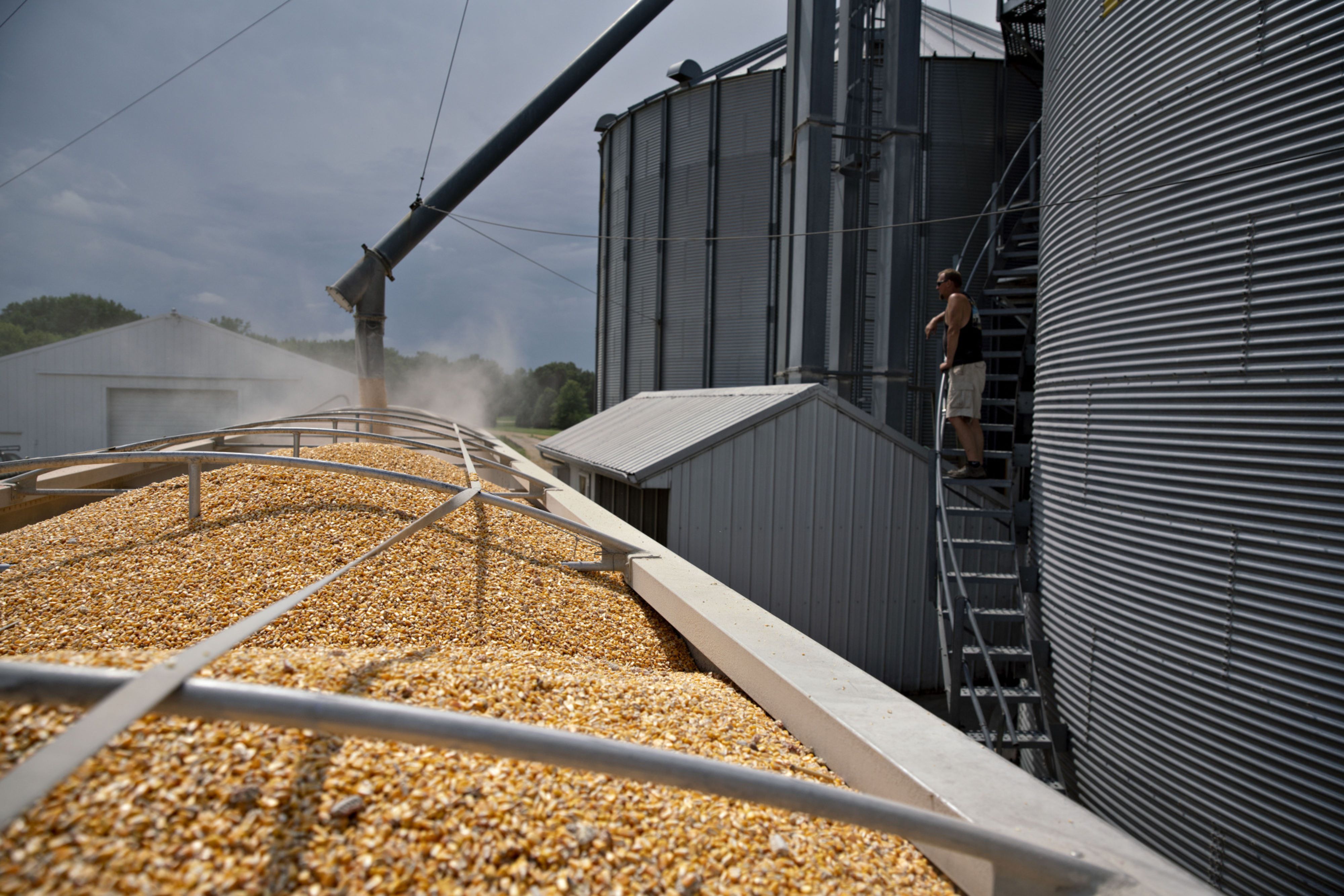 Soybeans And Corn As U.S.-China Trade Spat Means Crops Get Cheaper