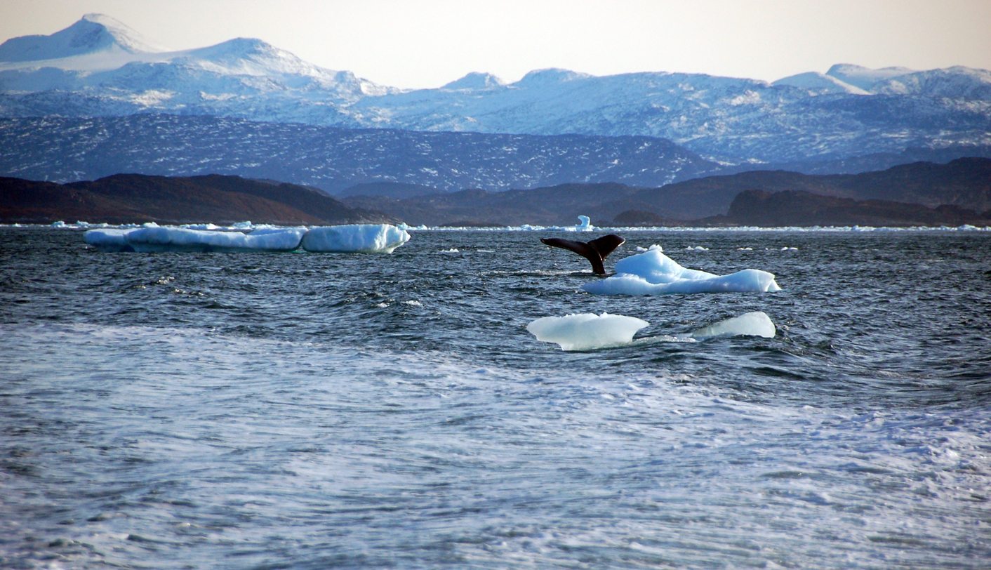 Greenland Adds Nutrient To Ocean In Side-Effect Of Thaw - Study