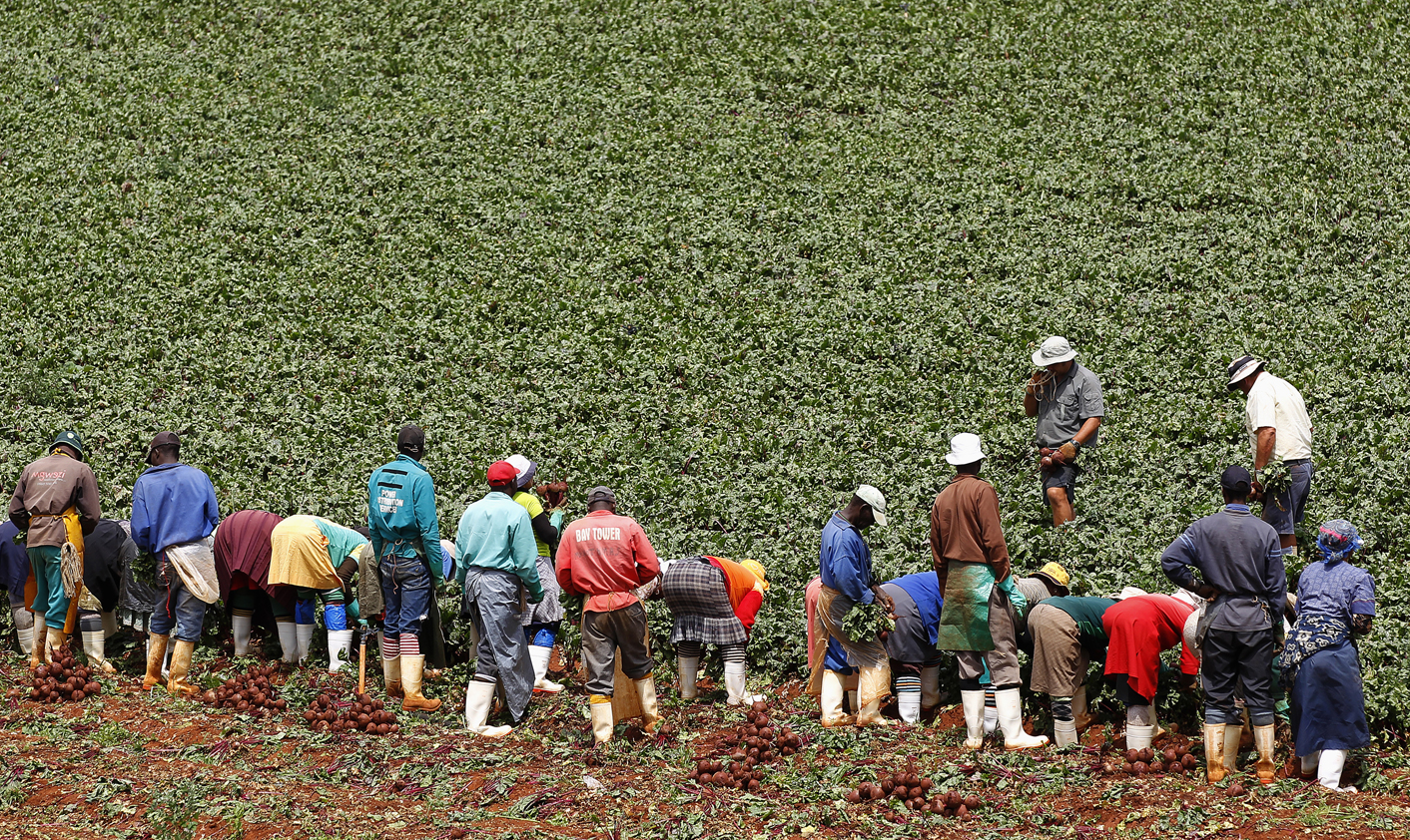 Analysis: Land reform in a year of election