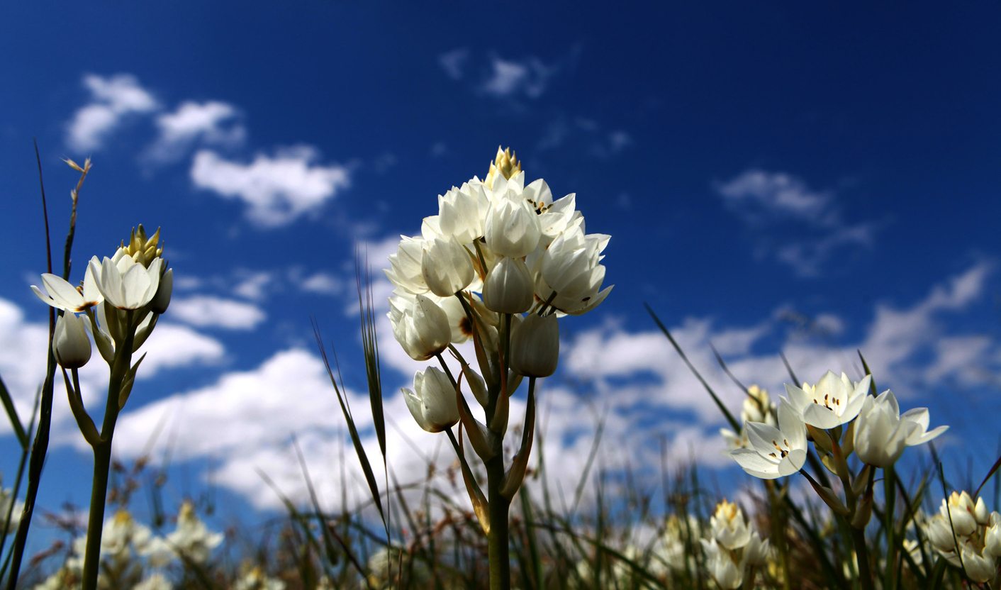 (Mis)understanding land reform: an issue ripe for political plucking