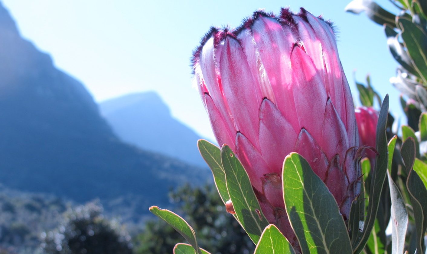 Ten things to cheer us up after Freedom Day