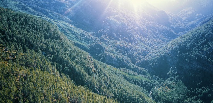 Clearing thirsty alien trees will yield water returns for Cape Town