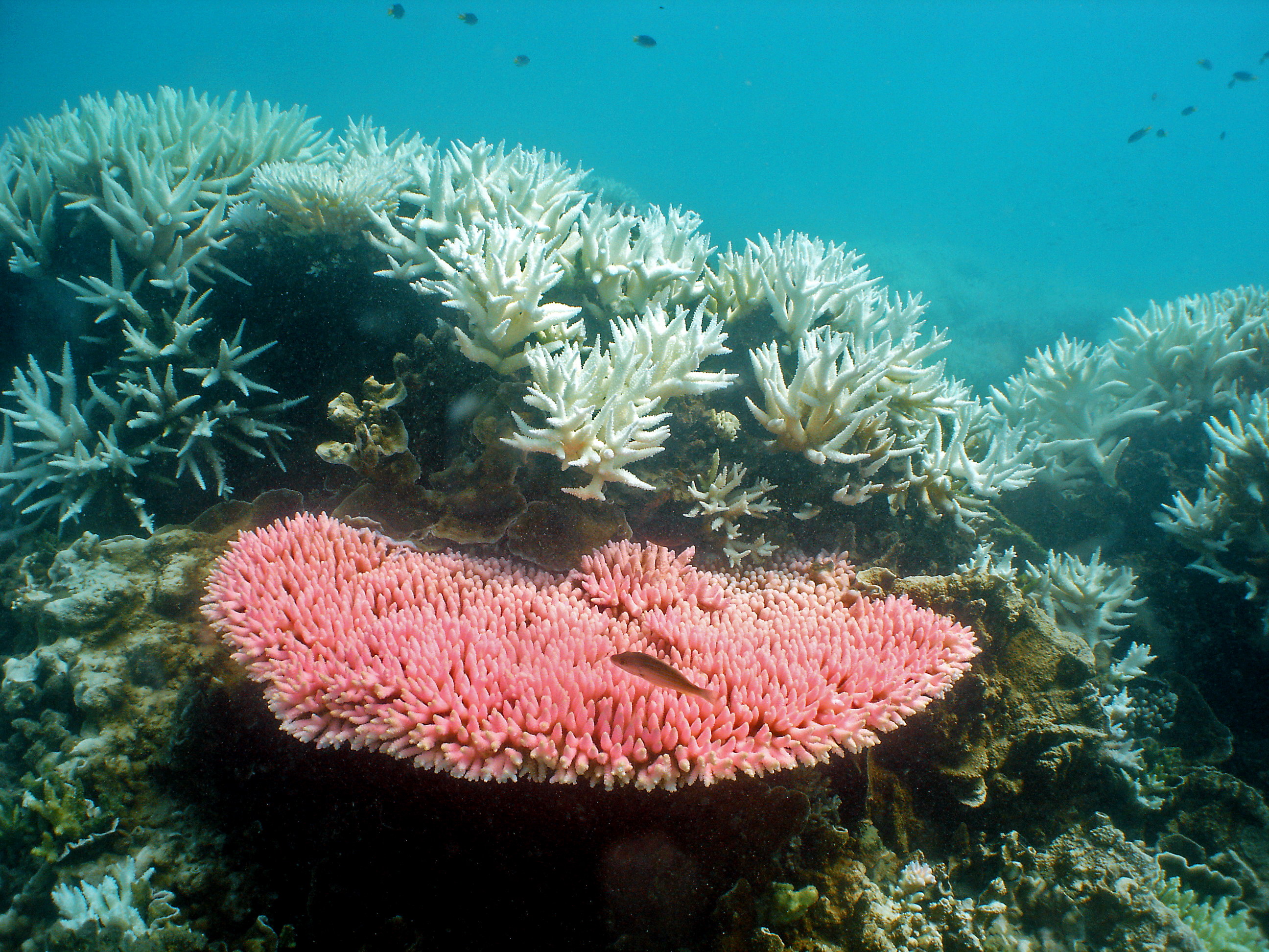 Australia's Great Barrier Reef suffers most extensive coral bleaching