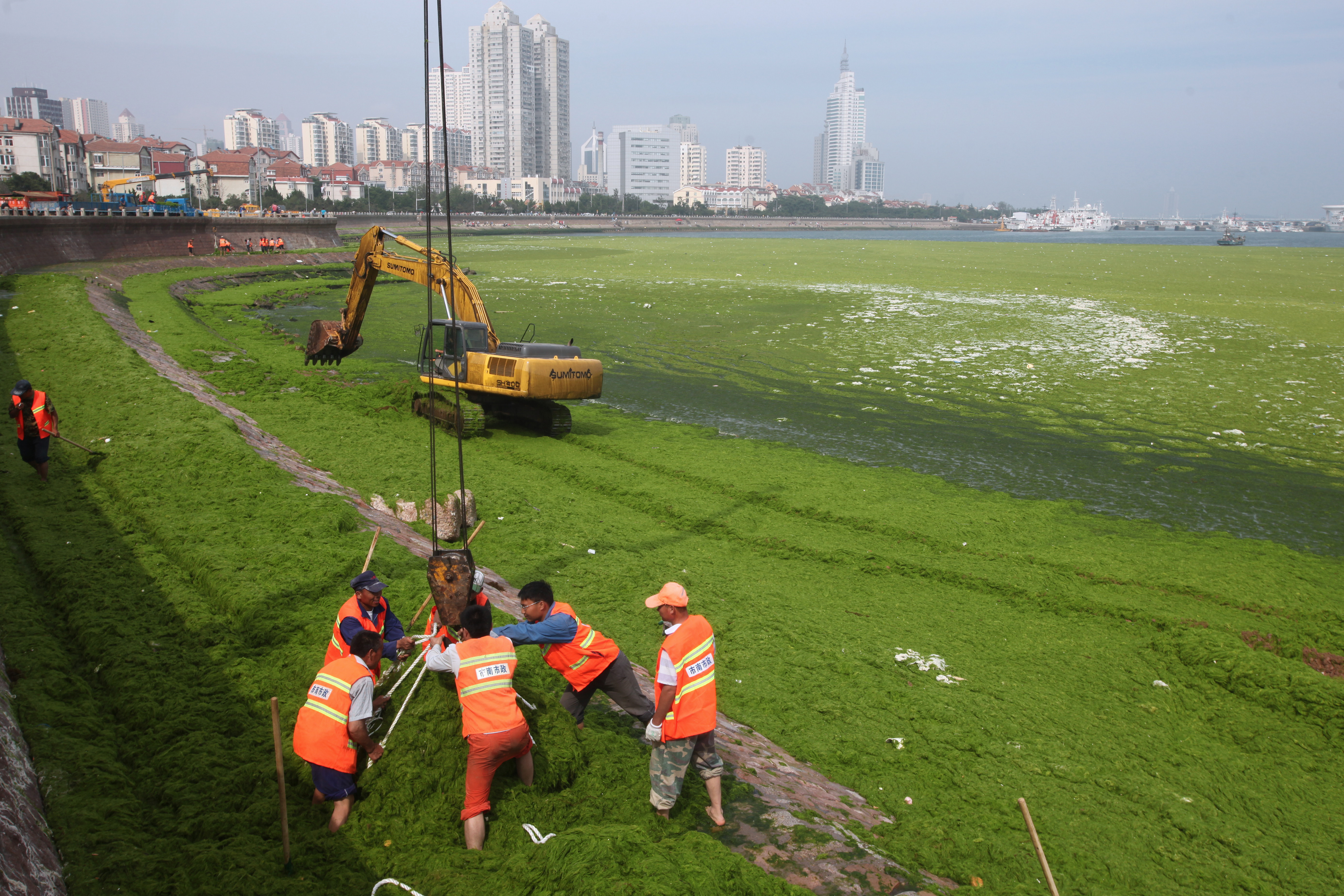 CHINA ENVIRONMENT SEAWEED