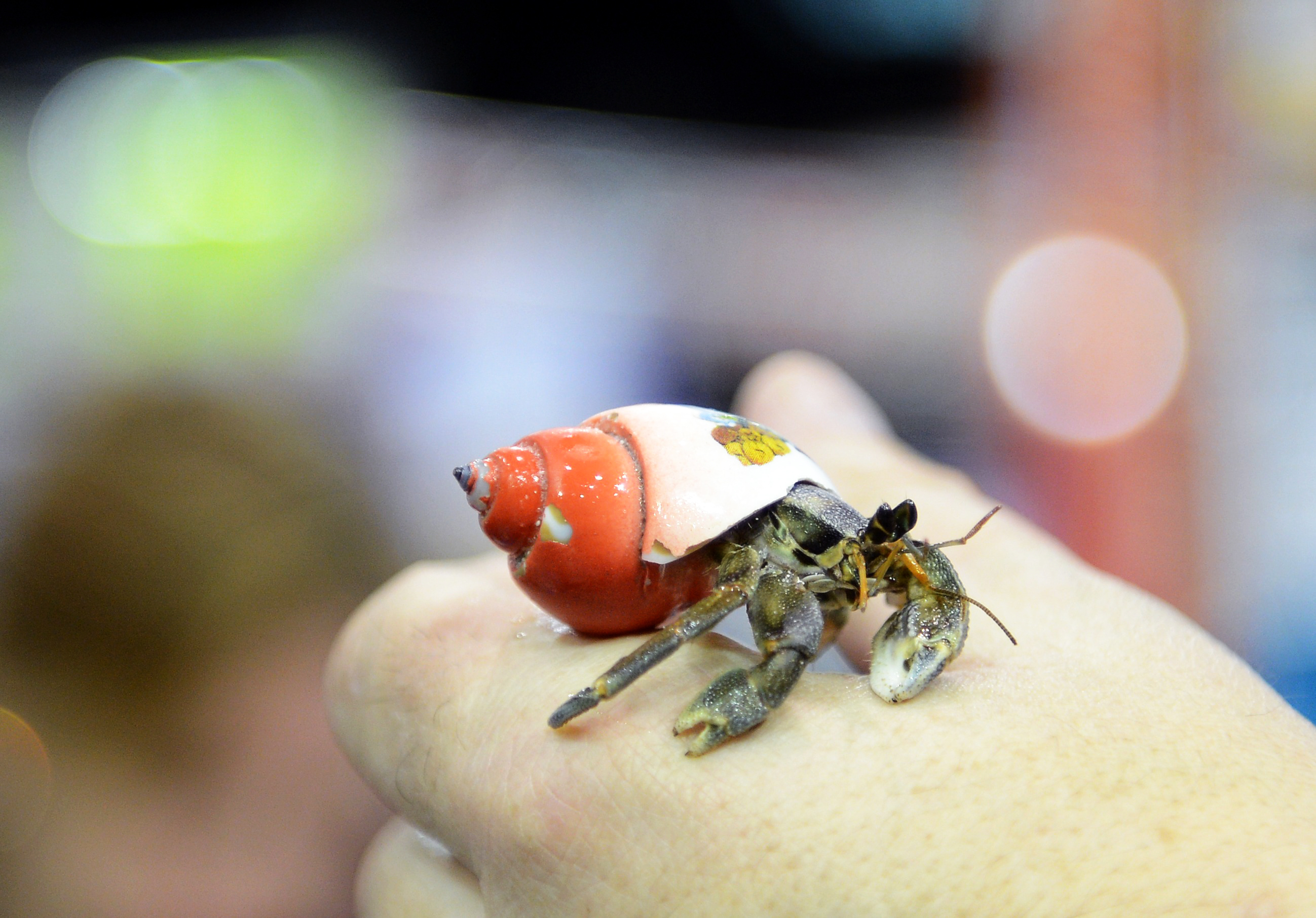 Scientists stumble on new crab species in Eastern Cape forest