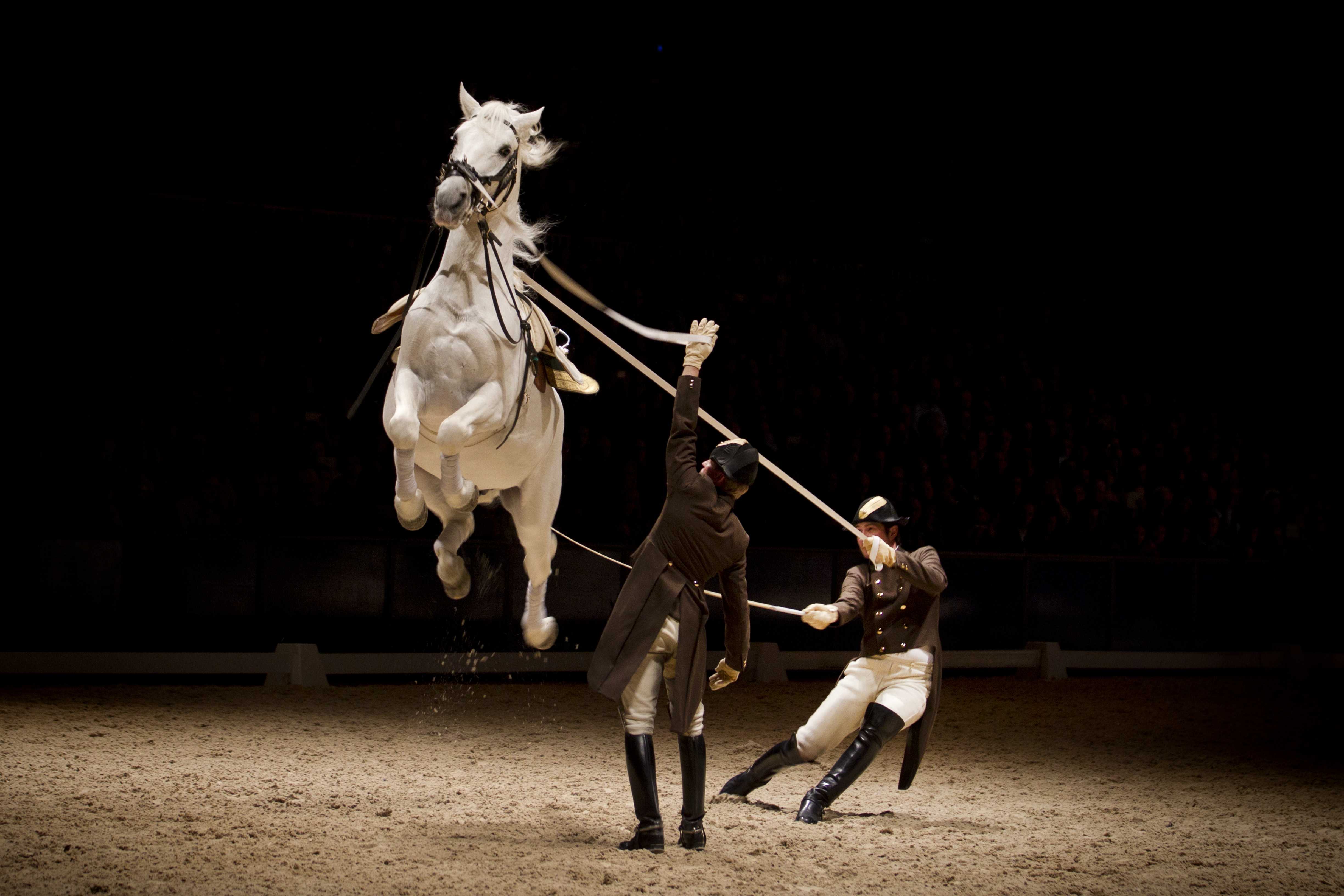 The white ‘dancing horses’ of Vienna