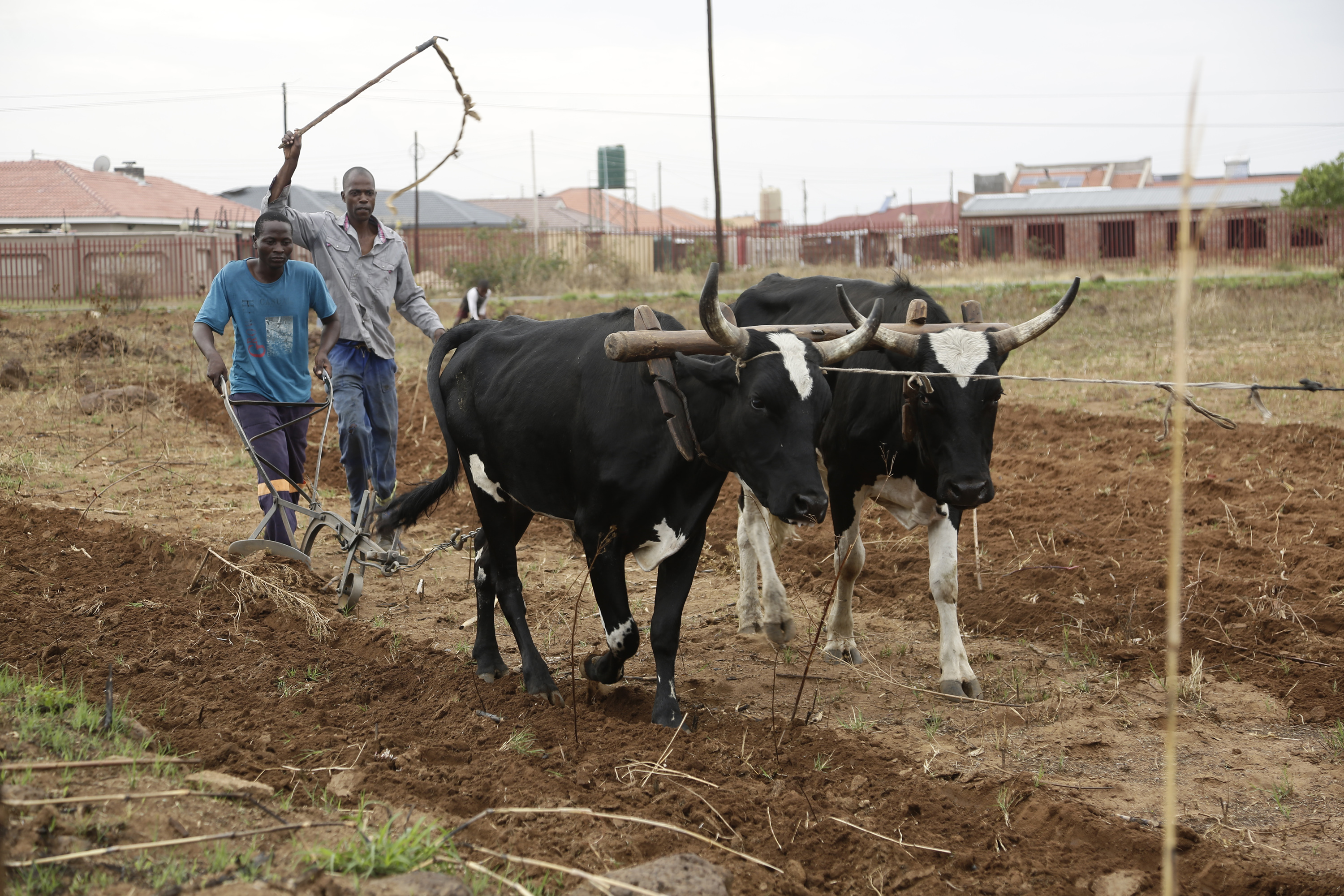 Agriculture could be Zimbabwe’s way out of the dark