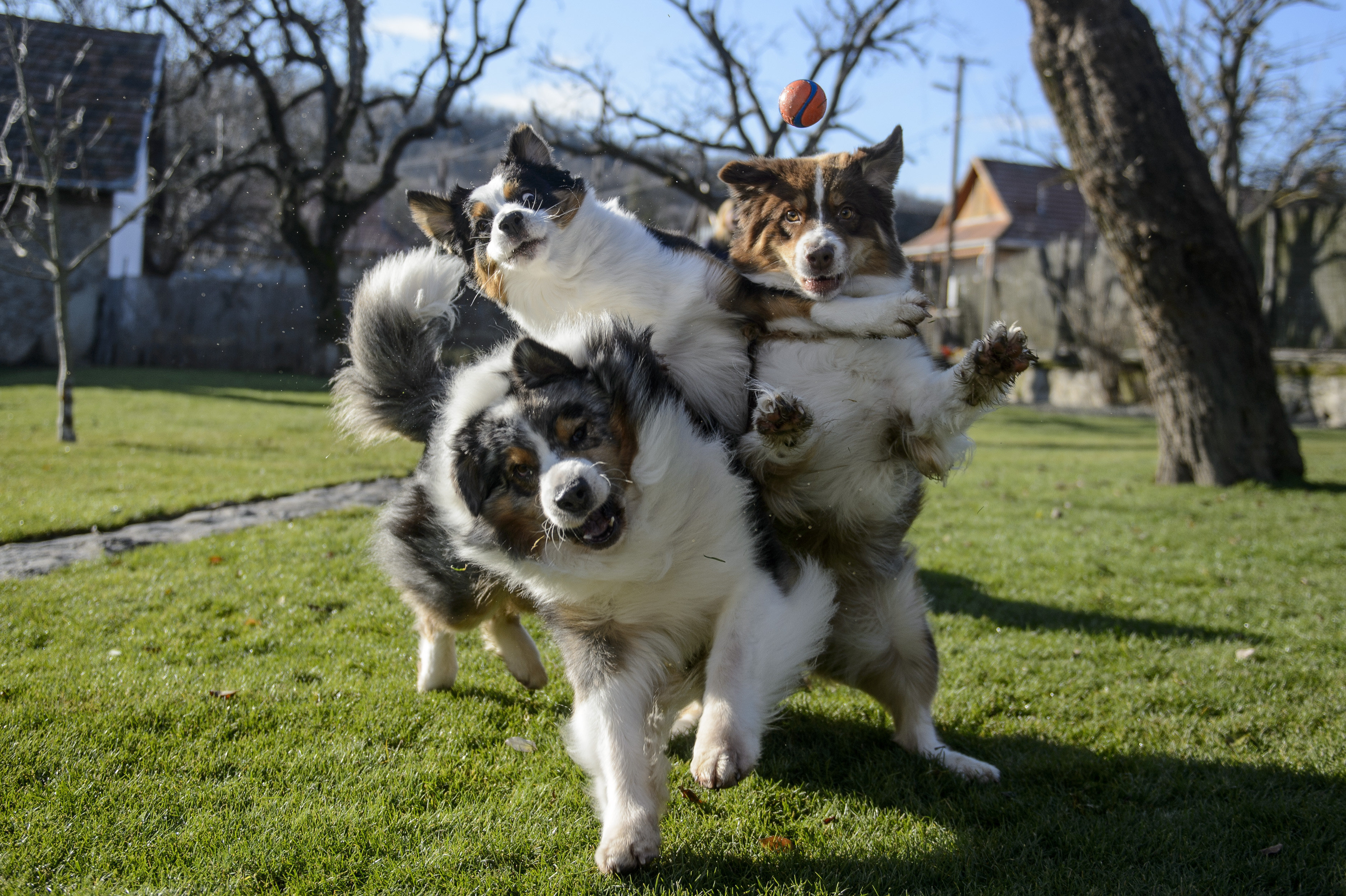 Spotify launches playlists for dogs left home alone