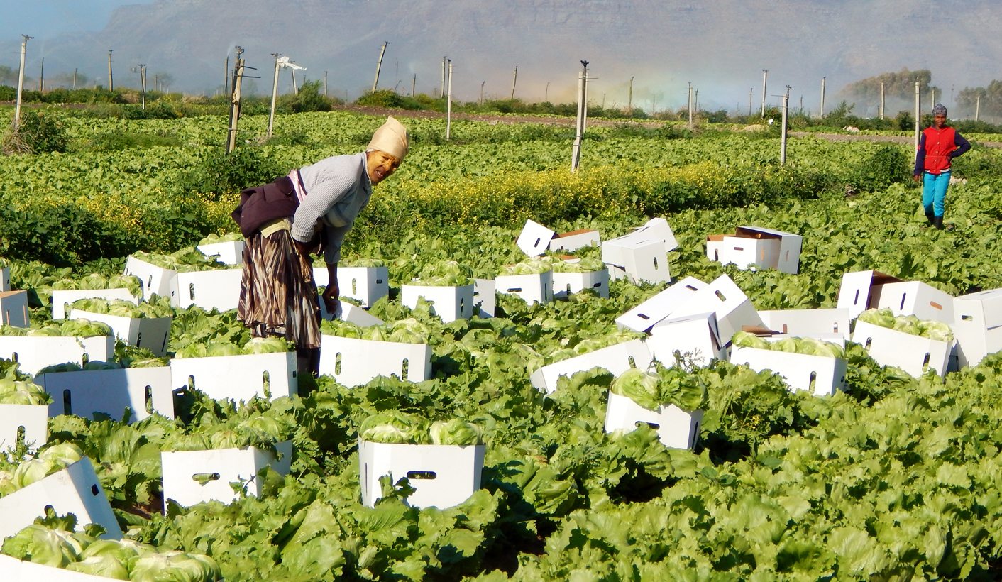 Philippi Horticultural Area: An urgent plea to save our wetlands