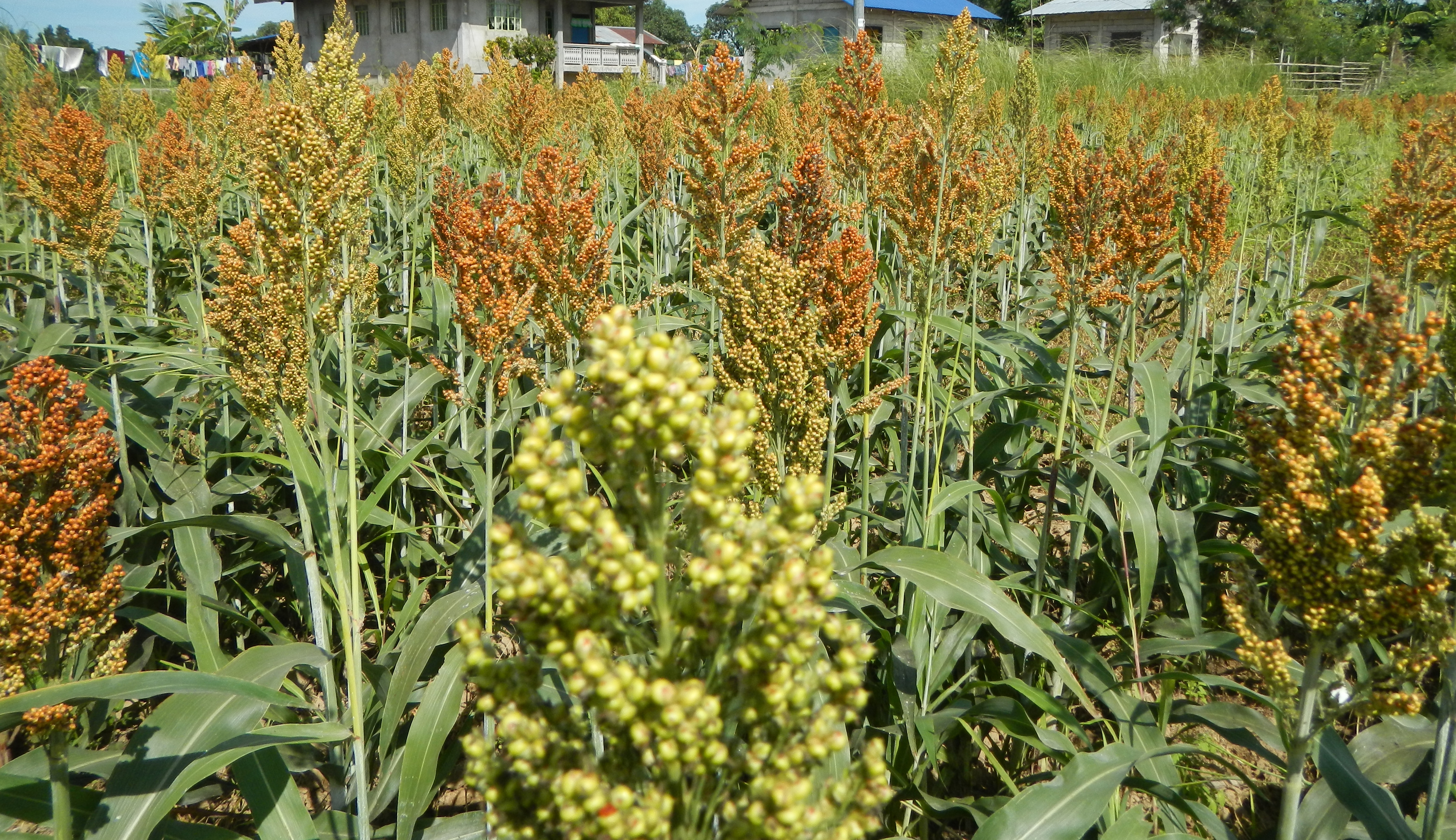 Plates over Pills: An alternative way of eating for better health