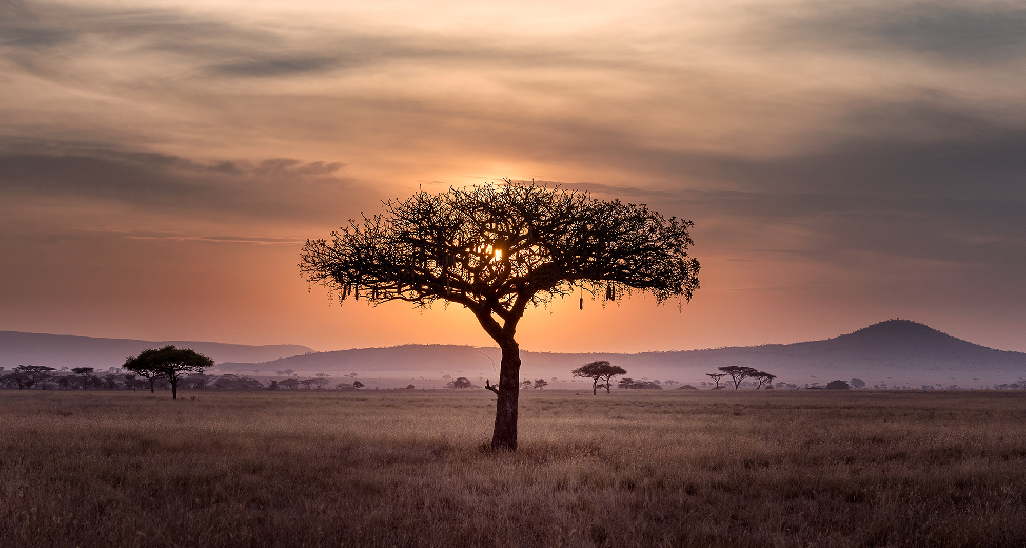 Fashioning a new global economy: The climate finance heavy hitters on Africa’s role