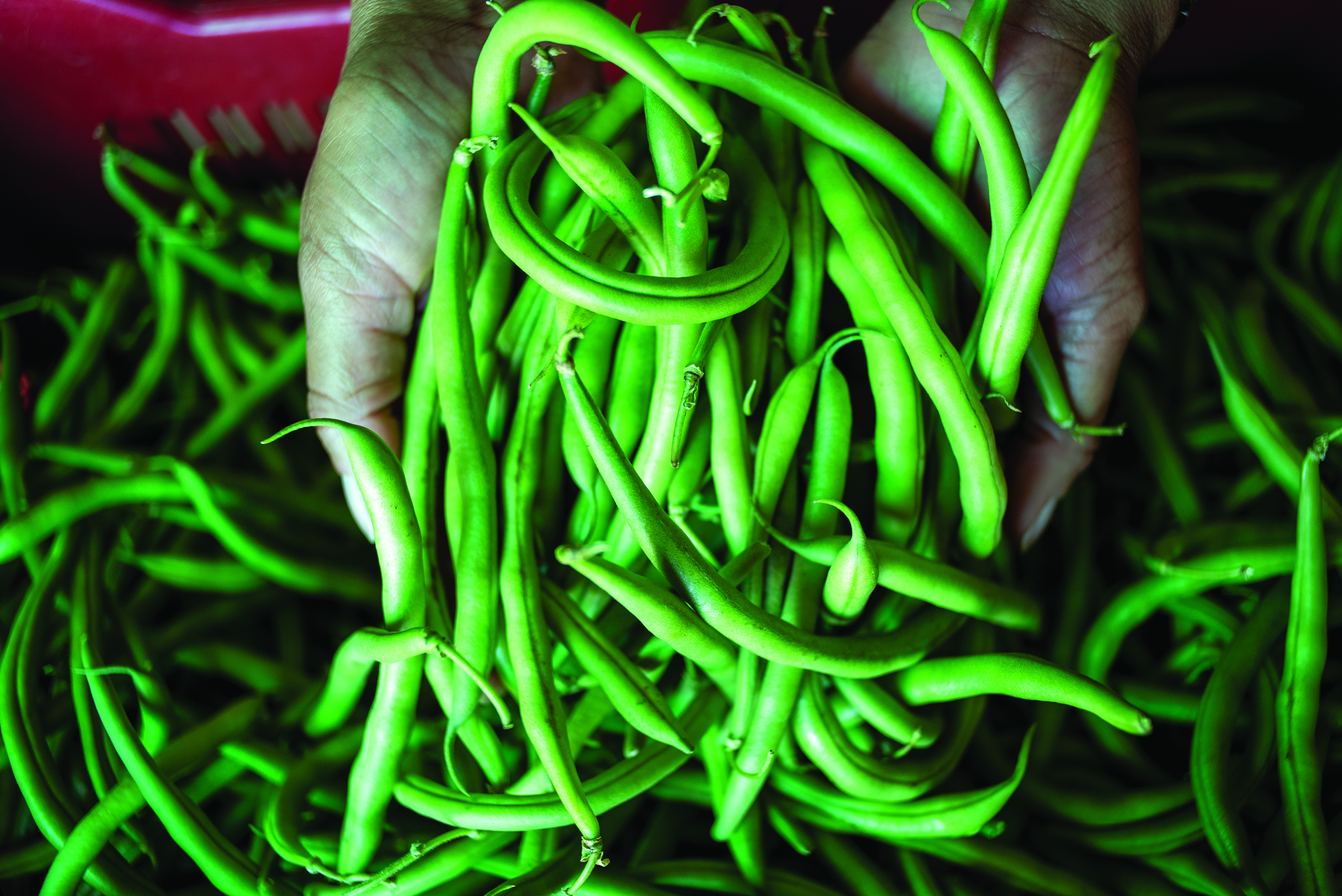 Former corporate executive invests in a green treasure trove