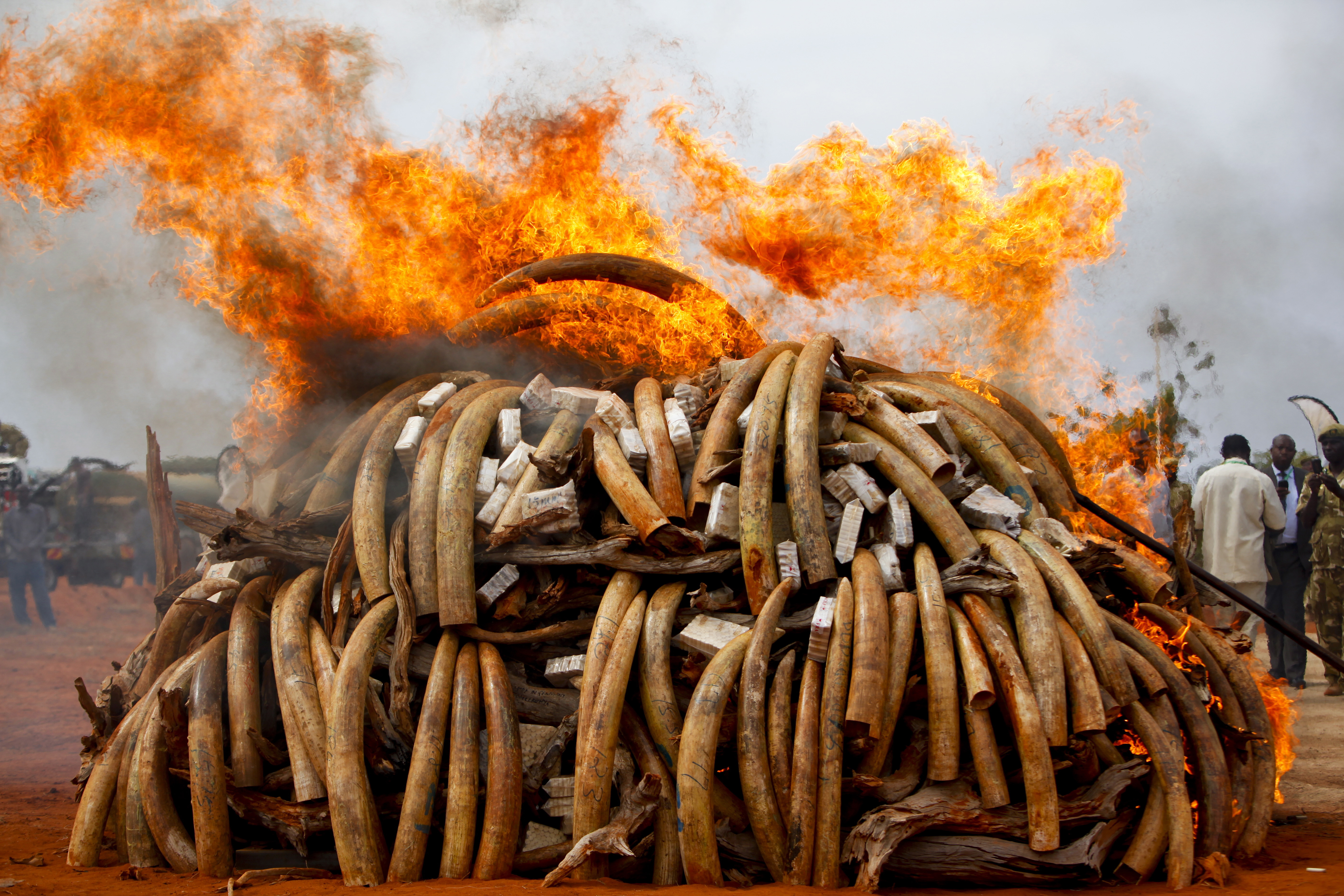 Nearly 100 elephants killed for ivory in Botswana