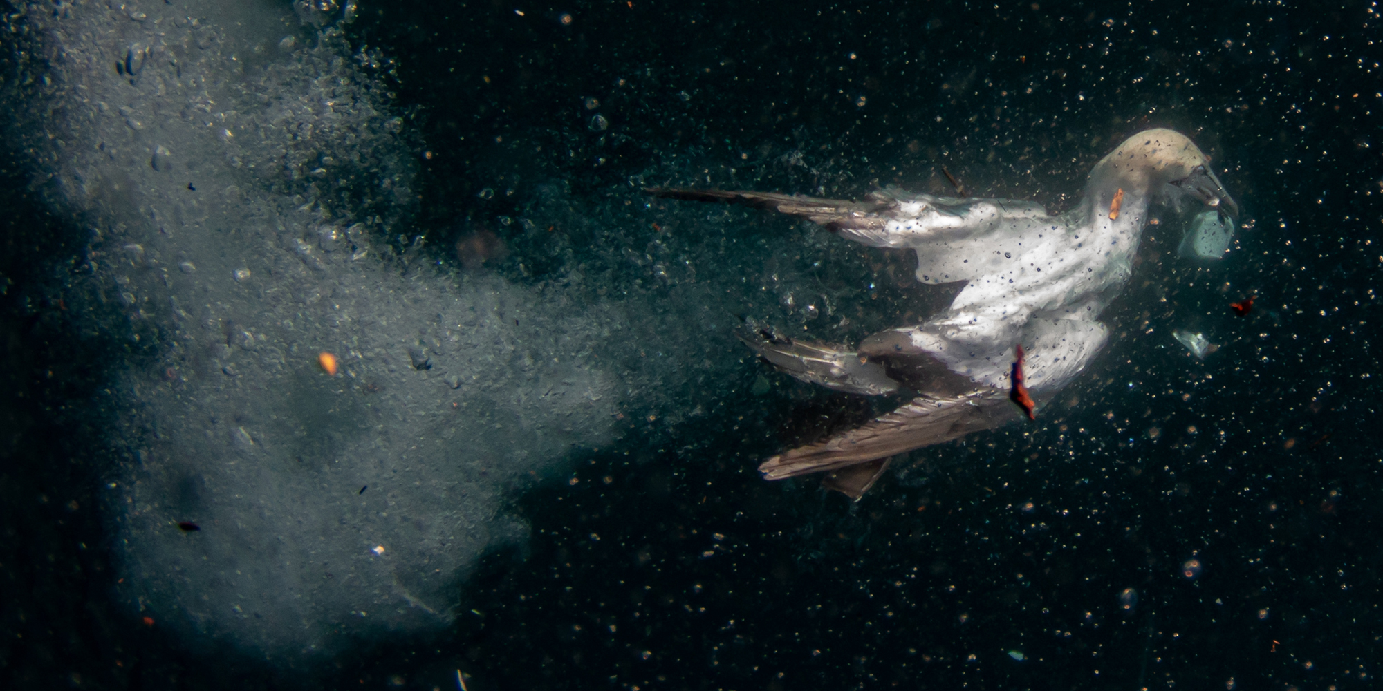Barren seas: Once-teeming waters off KwaZulu-Natal show few signs of ocean life