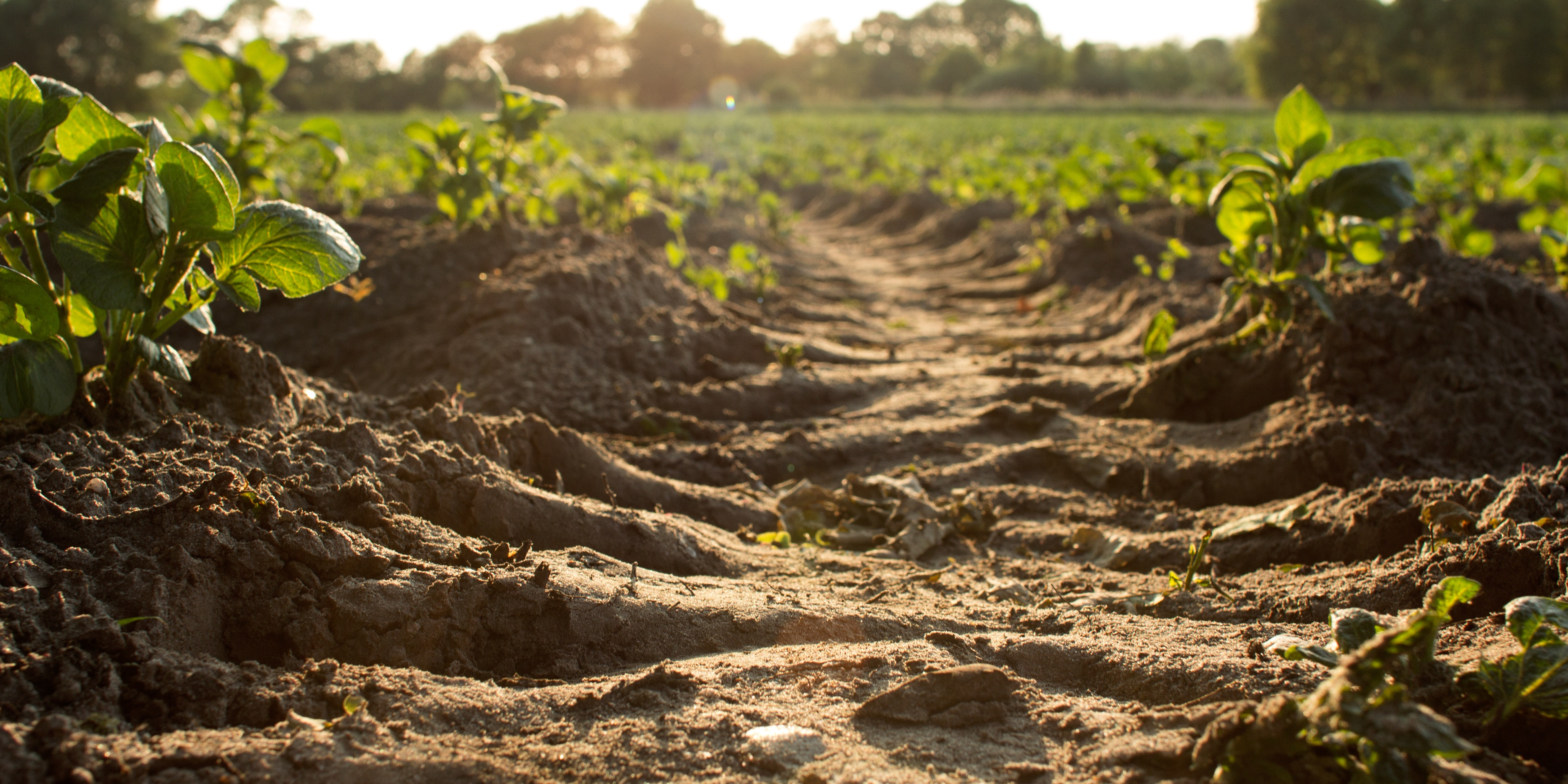 Towards a politics for soil restitution