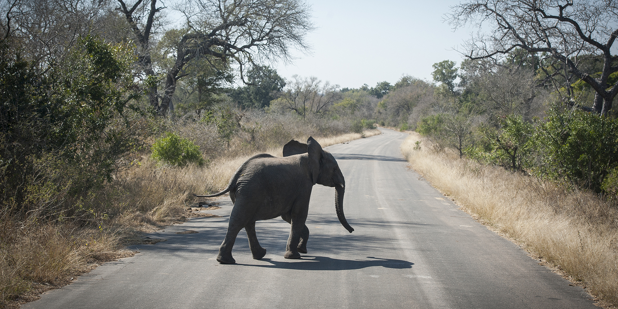 Lockdown: Good news for rhinos, bad news for other animals