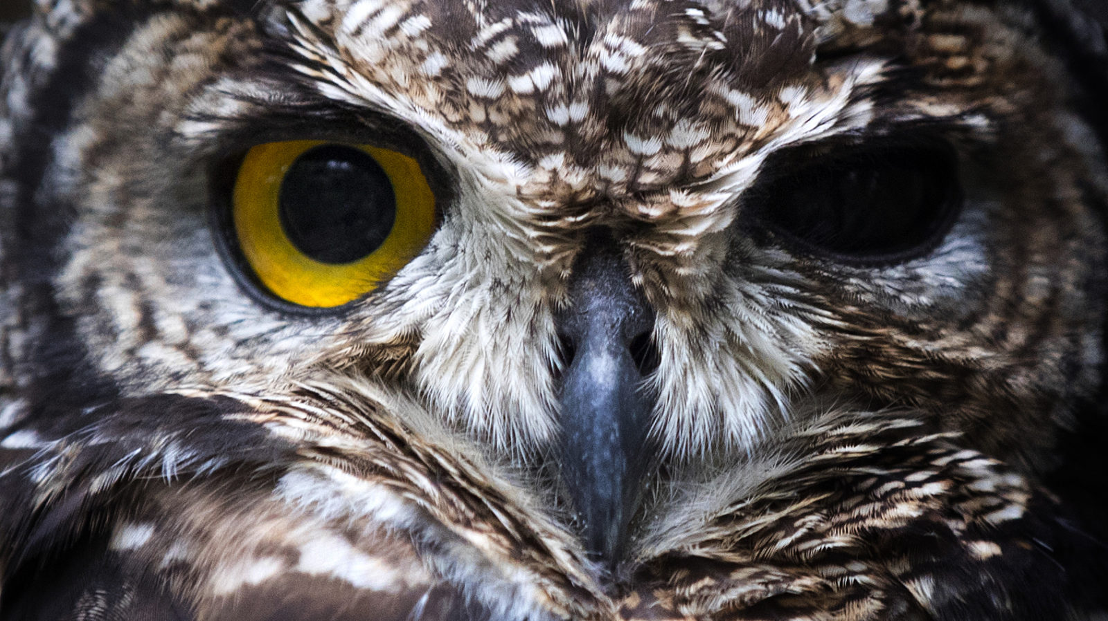 Opposition to trophy hunting is a major social movement for good