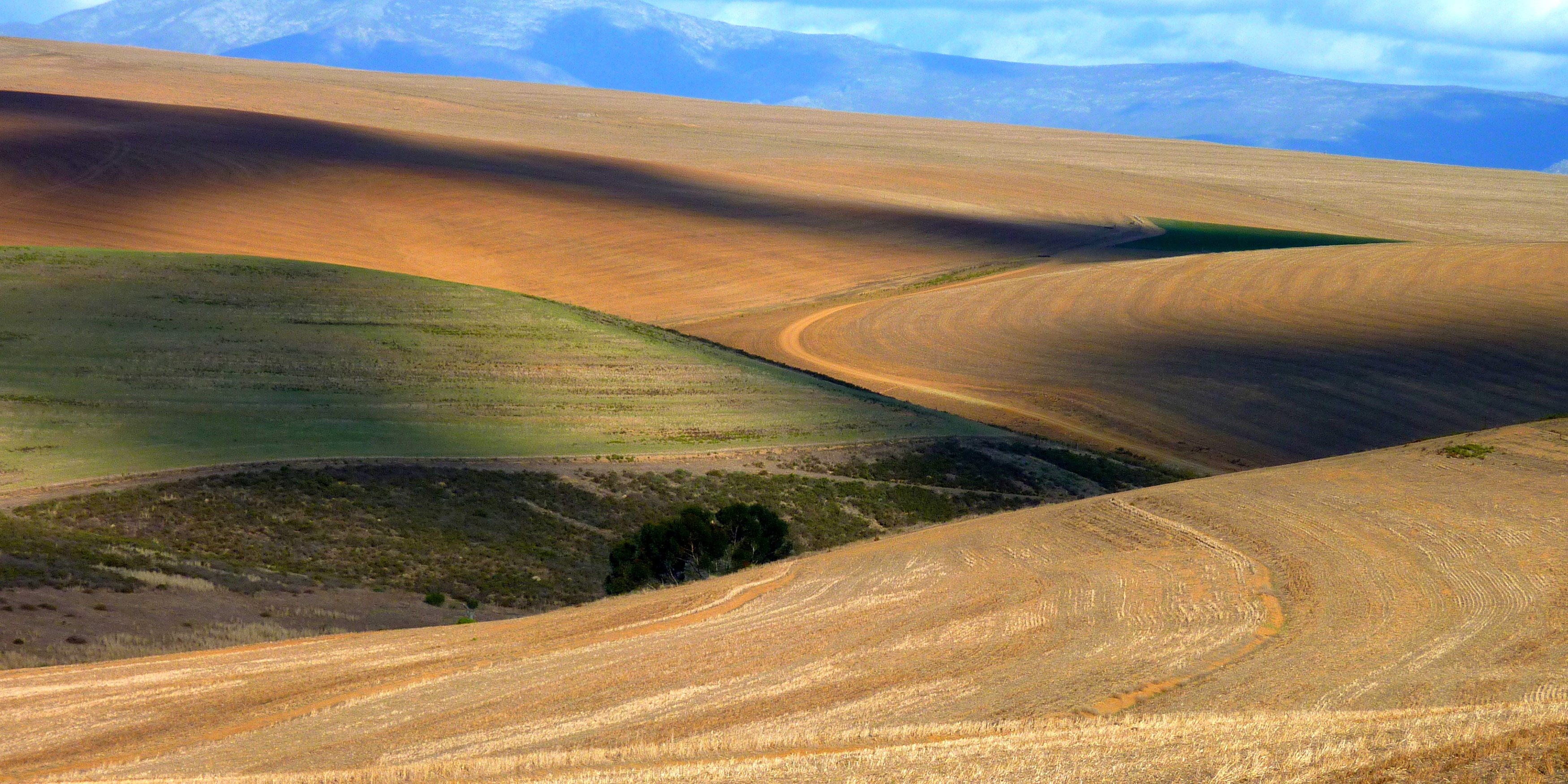 The politics of land expropriation without compensation in the ANC constitutional review proposals