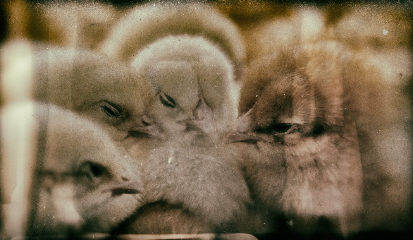 Reporter’s Notebook: The chickens are coming home to roost in the poultry and banking sectors