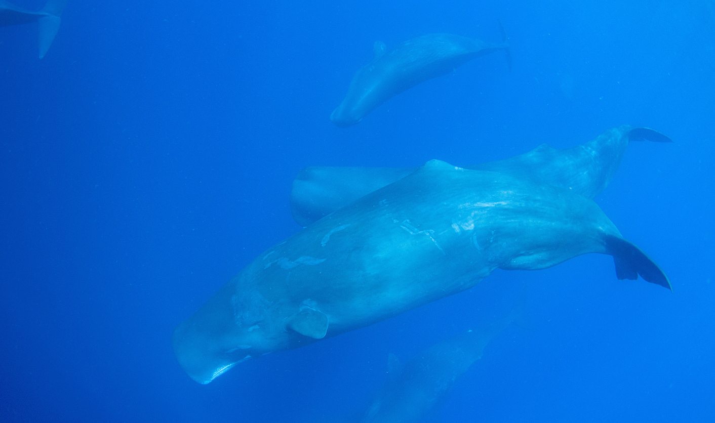 Oceans may explain slowdown in climate change: study