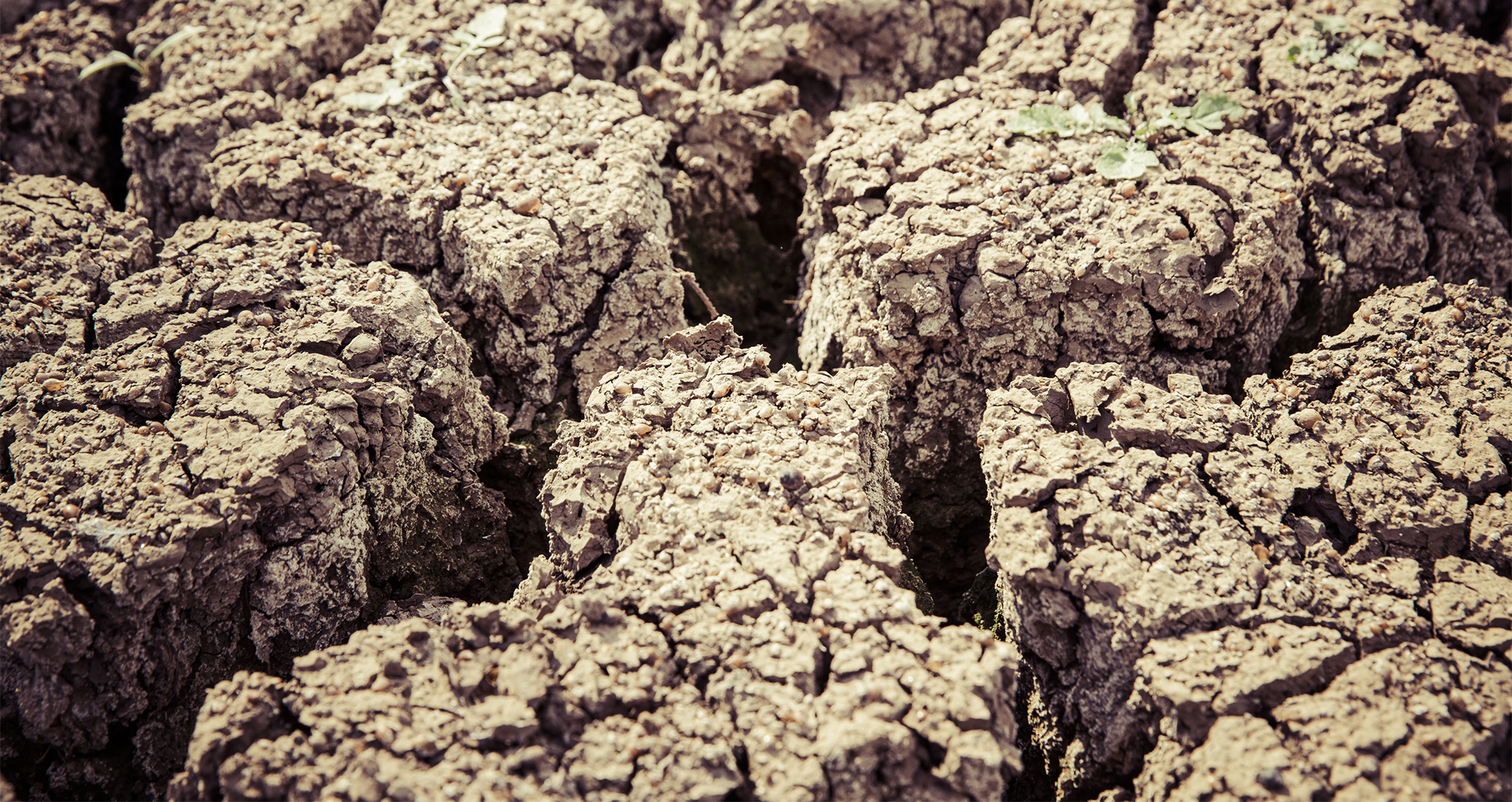 SA agriculture's déjà vu moment, starring drought and animal disease