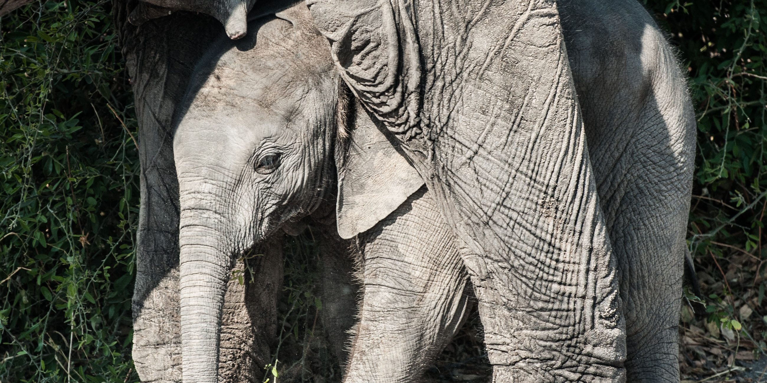 Syndicates move south; Botswana president calls it fake news