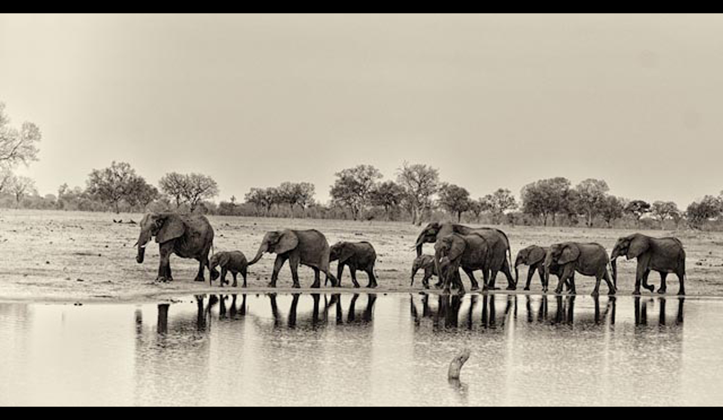 Southern African elephant corridors blocked by poachers