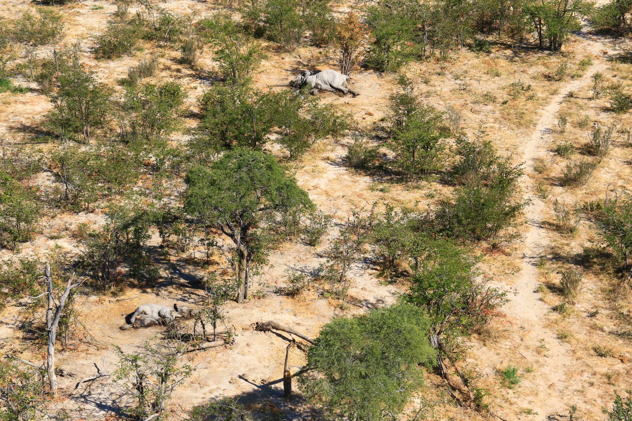 Over 400 Botswana elephants killed in mystery mass die-off