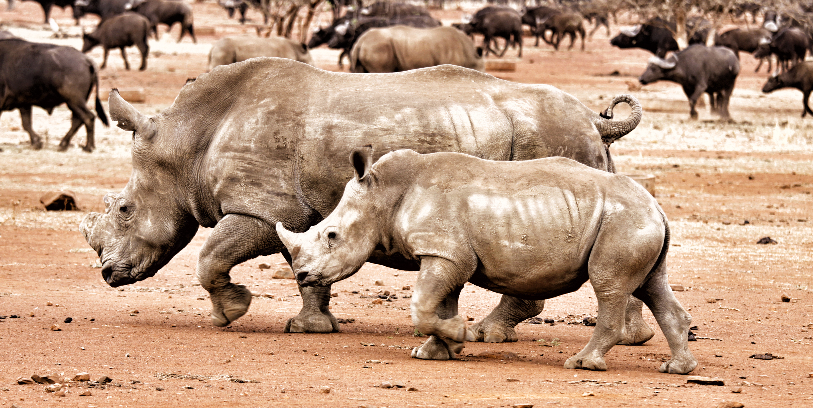 Selling rhino horn: It’s time to ask hard questions about the Department of Environmental Affairs