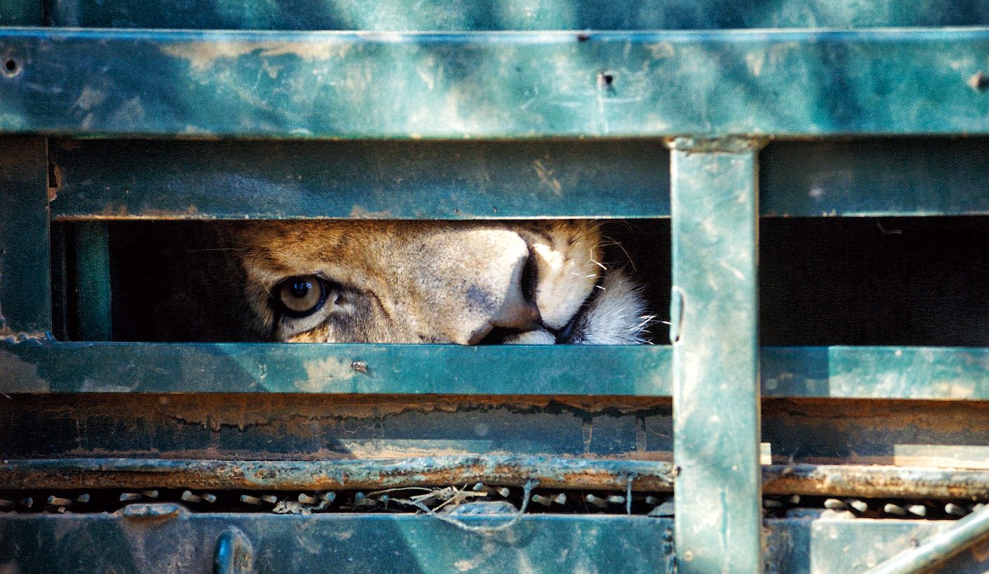 Op-Ed: Permission to drink a lion