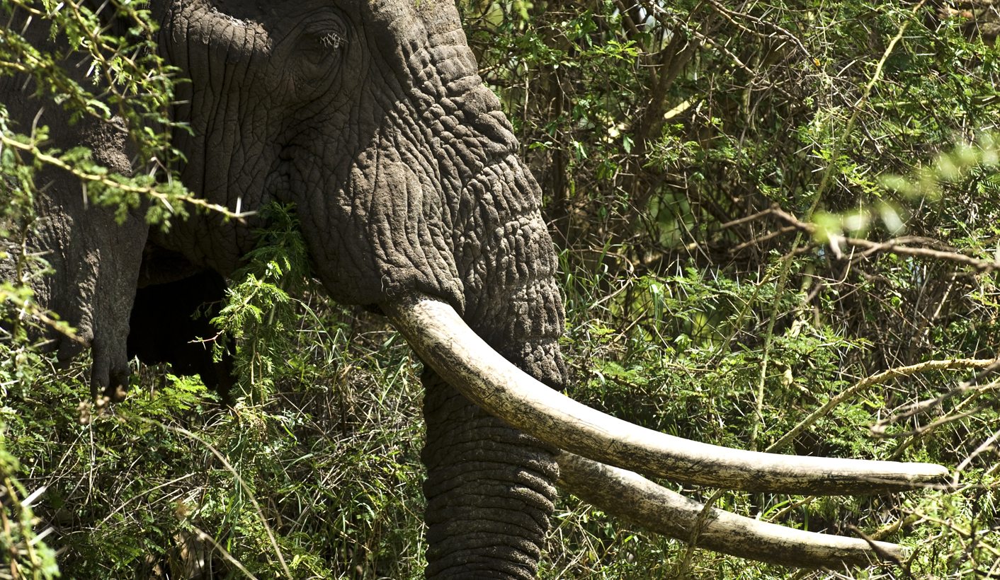 Timbavati risks tourist backlash to hunt a super tusker