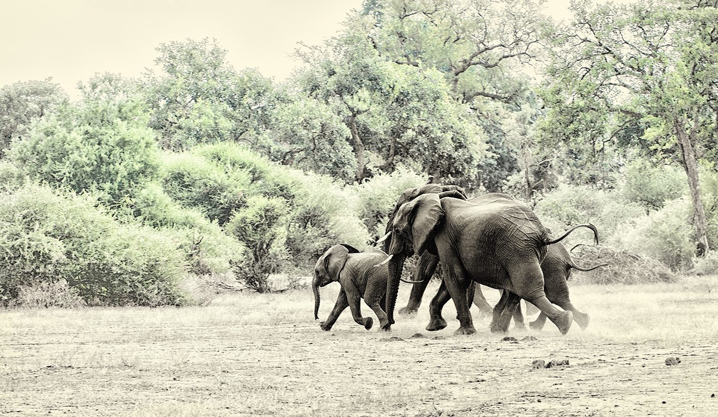 Unbanning US trophy imports: Trump jams a spanner in the works