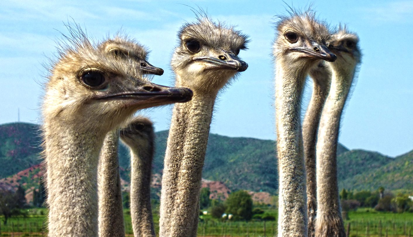 Oudtshoorn: Anatomy of a municipal disaster