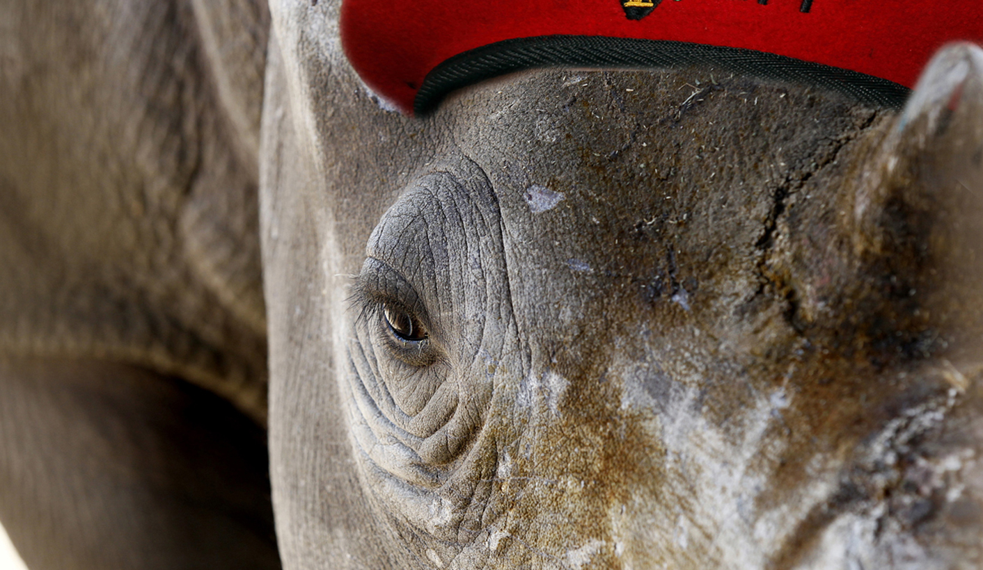 A White Rhino awaits buyers in pen at the annual auction in the Hluhluwe-Imfolozi national park