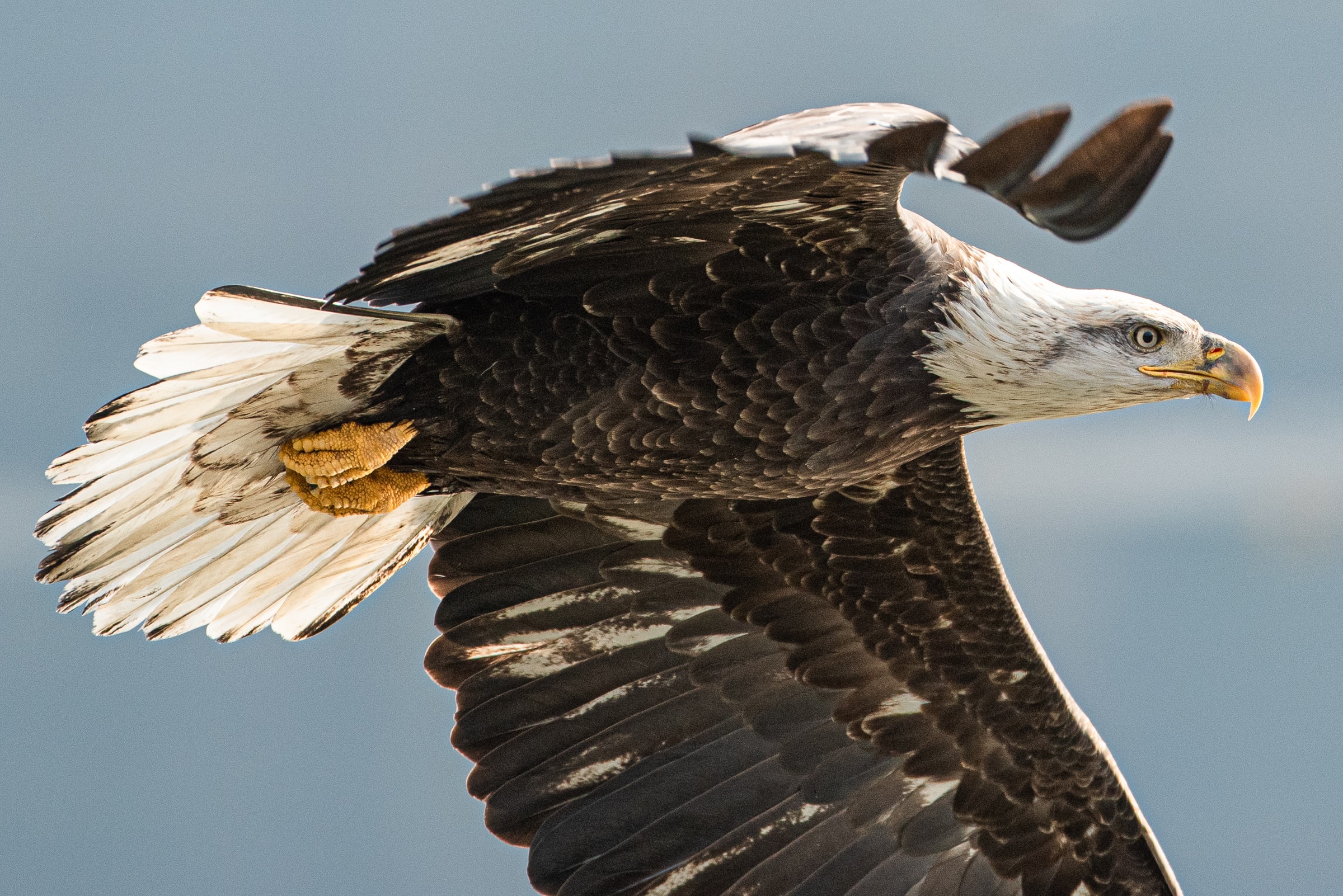 Life in Flight: The world from my back yard