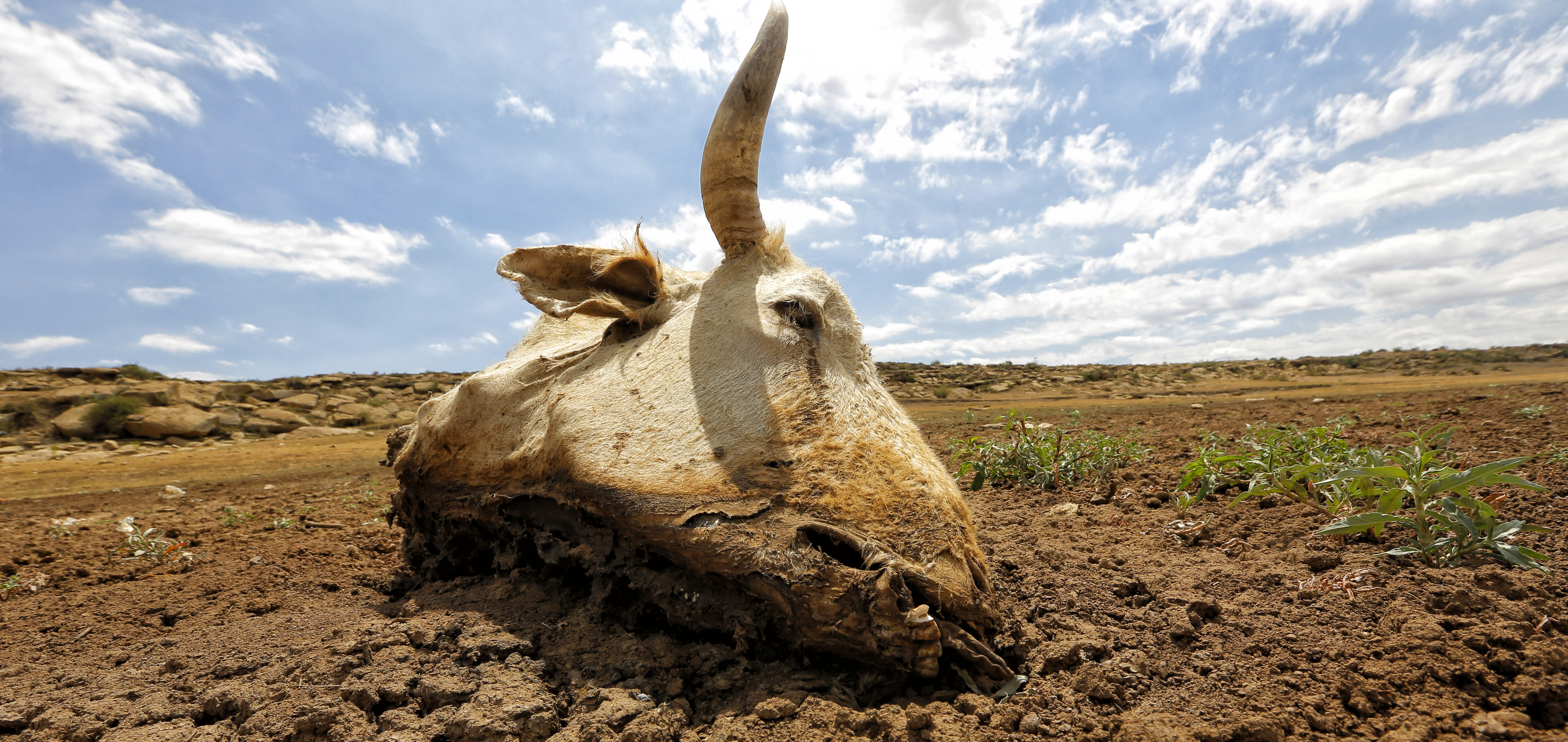 Climate Change Litigation in South Africa