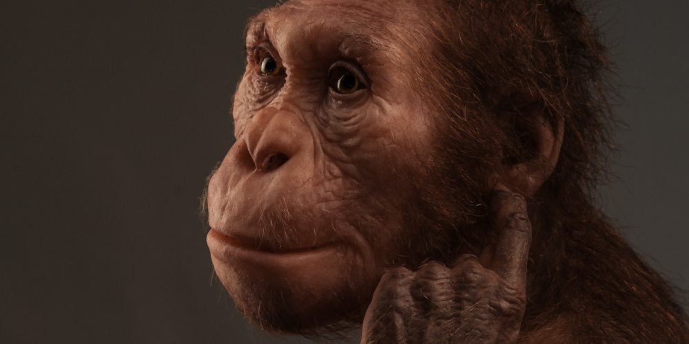 Reading of Sediba’s bones complicates the evolutionary picture without challenging it