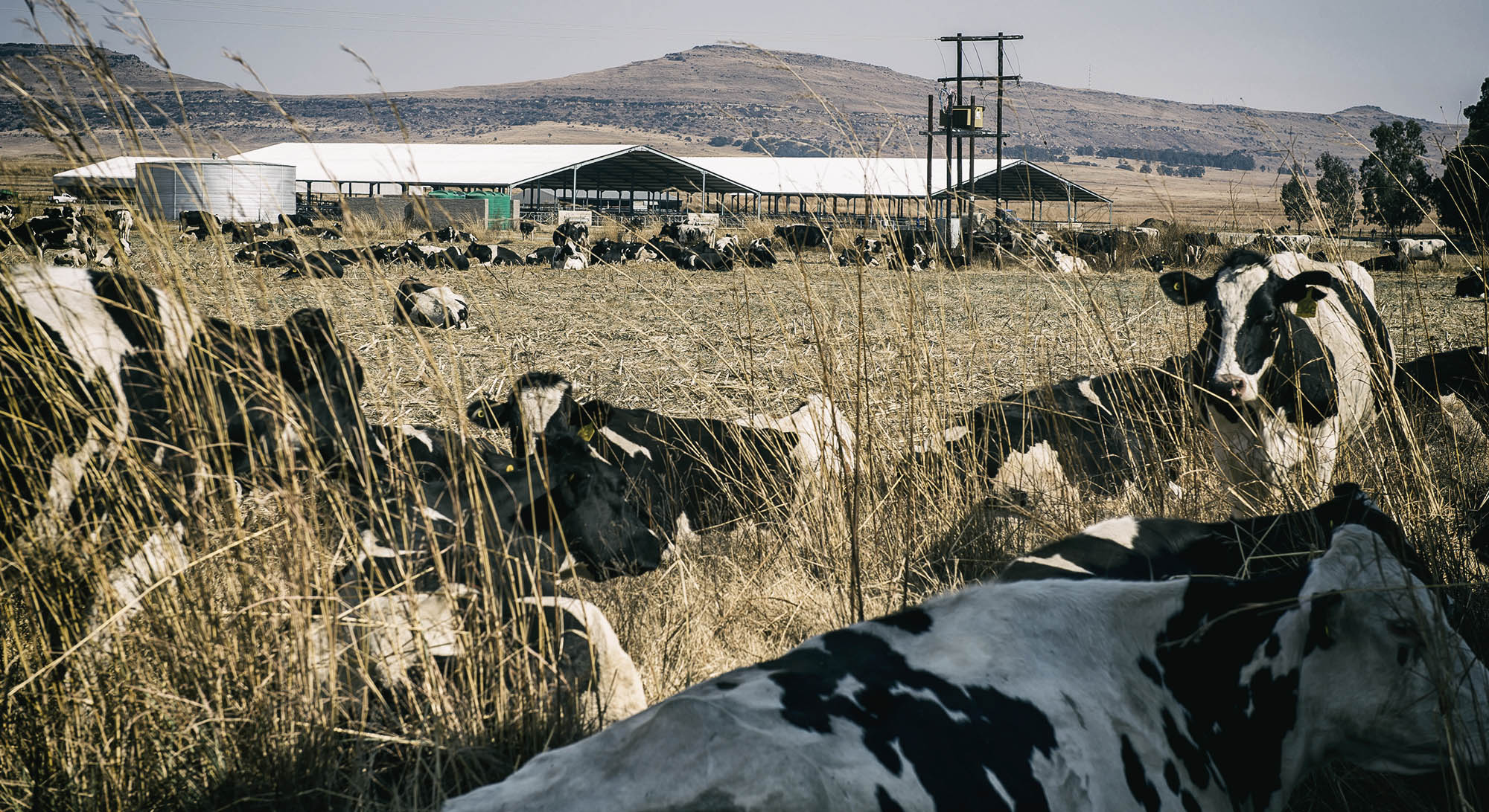 No questions asked as millions flowed to Estina dairy project