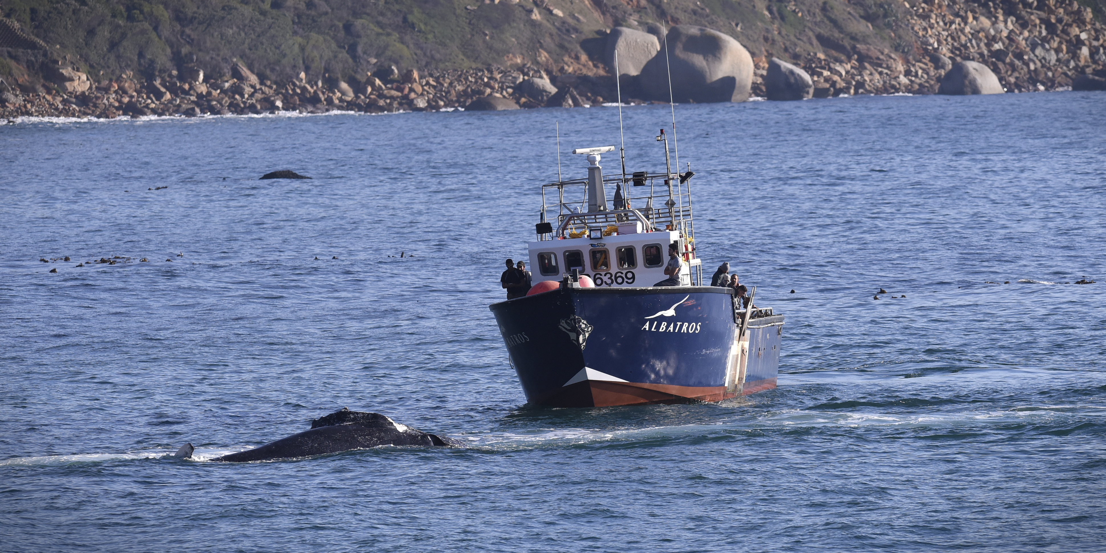 Ban on octopus fishing is lifted, but mitigation measures muddy the water