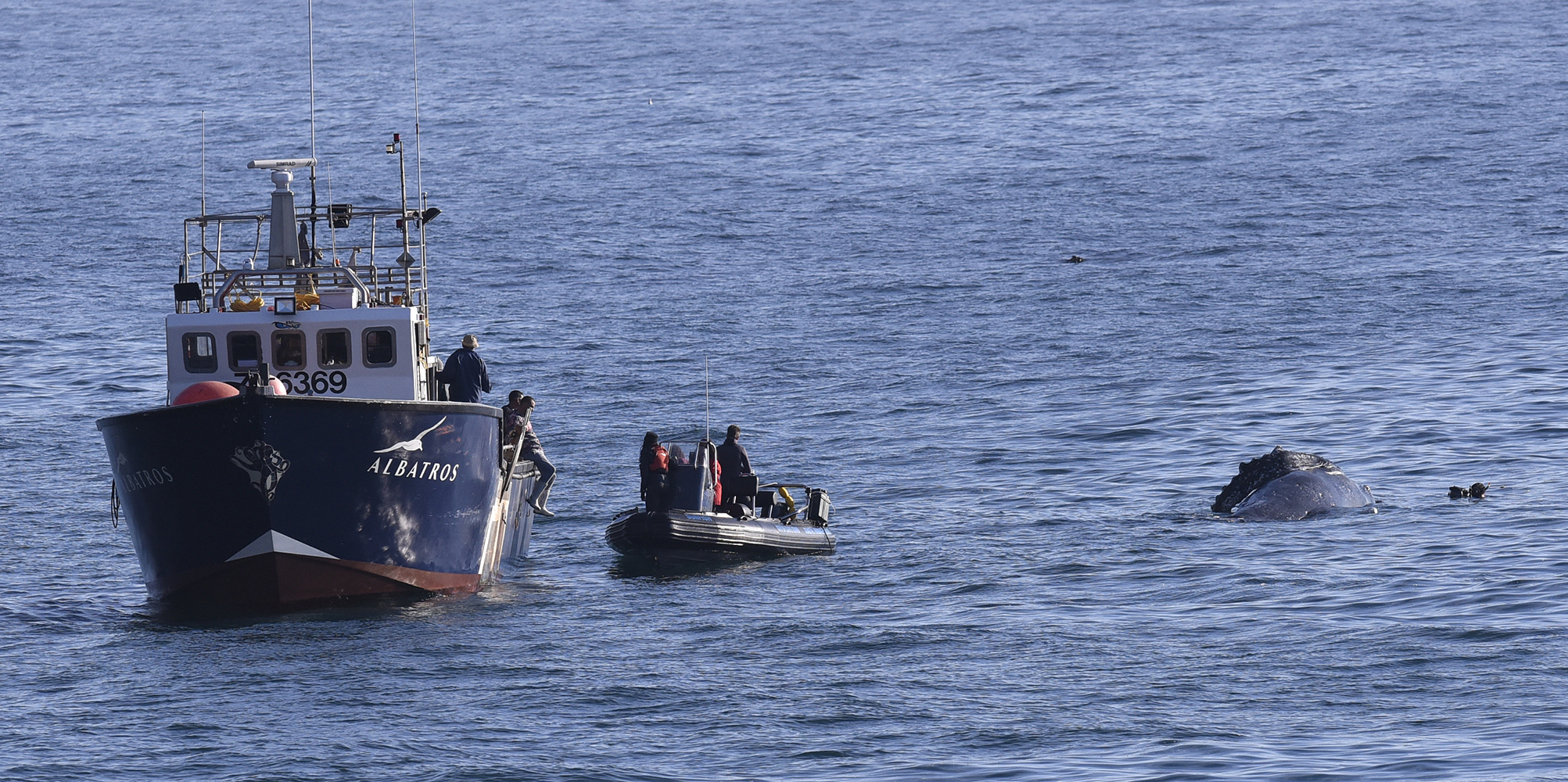 Octopus fishers in False Bay lose jobs after getting entangled in whale controversy